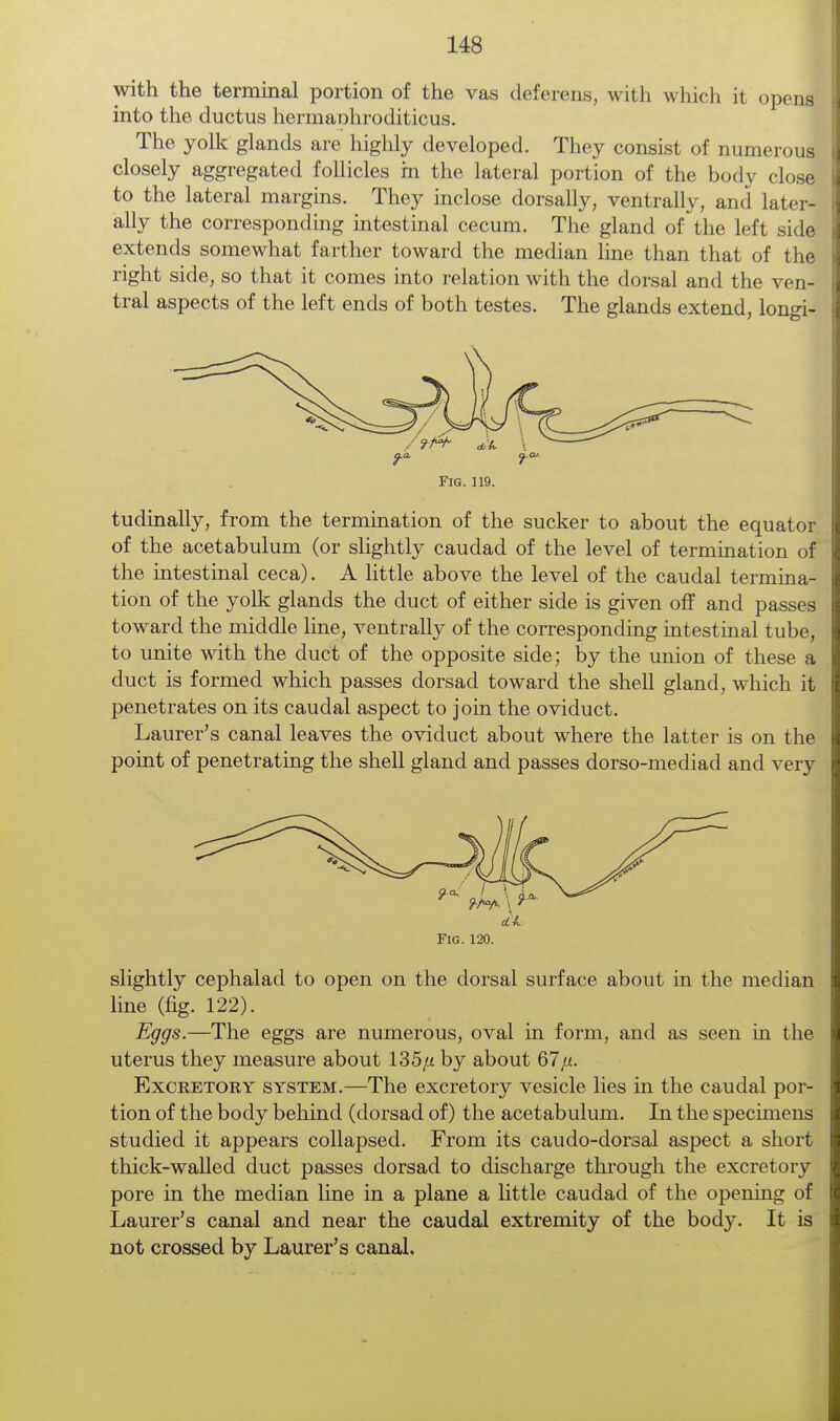 with the terminal portion of the vas deferens, with which it opens into the ductus hermaohroditicus. The yolk glands are highly developed. They consist of numerous closely aggregated follicles m the lateral portion of the body close to the lateral margins. They inclose dorsally, ventrally, and later- ally the corresponding intestinal cecum. The gland of the left side extends somewhat farther toward the median line than that of the right side, so that it comes into relation with the dorsal and the ven- tral aspects of the left ends of both testes. The glands extend, longi- FlG. 119. tudinally, from the termination of the sucker to about the equator of the acetabulum (or slightly caudad of the level of termination of the intestinal ceca). A little above the level of the caudal termina- tion of the yolk glands the duct of either side is given off and passes toward the middle line, ventrally of the corresponding intestinal tube, to unite with the duct of the opposite side; by the union of these a duct is formed which passes dorsad toward the shell gland, which it penetrates on its caudal aspect to join the oviduct. Laurer's canal leaves the oviduct about where the latter is on the point of penetrating the shell gland and passes dorso-mediad and very Fig. 120. slightly cephalad to open on the dorsal surface about in the median line (fig. 122). Eggs.—The eggs are numerous, oval in form, and as seen in the uterus they measure about 135^ by about 67/z. Excretory system.—The excretory vesicle lies in the caudal por- tion of the body behind (dorsad of) the acetabulum. In the specimens studied it appears collapsed. From its caiido-dorsal aspect a short thick-walled duct passes dorsad to discharge through the excretory pore in the median line in a plane a little caudad of the opening of Laurer's canal and near the caudal extremity of the body. It is not crossed by Laurer's canal.