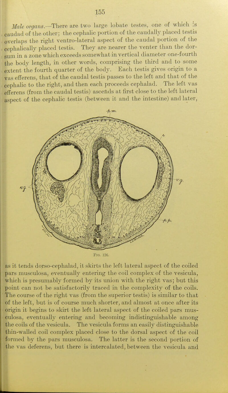 Male organs.—There are two la rue Lobate testes, one of which is caudad of the other; the cephalic portion of the caudally placed testis overlaps the right ventro-lateral aspect of the caudal portion of the cephalically placed testis. They are nearer the venter than the dor- sum in a zone which exceeds somewhat in vertical diameter one-fourth the body length, in other words, comprising the third and to some extent the fourth quarter of the body. Each testis gives origin to a vas efferens, that of the caudal testis passes to the left and that of the cephalic to the right, and then each proceeds cephalad. The left vas efferens (from the caudal testis) ascends at first close to the left lateral aspect of the cephalic testis (between it and the intestine) and later, -/[, w. Fig. 120. ■as it tends dorso-cephalad, it skirts the left lateral aspect of the coiled pars musculosa, eventually entering the coil complex of the vesicula, which is presumably formed by its union with the right vas; but this point can not be satisfactorily traced in the complexity of the coils. The course of the right vas (from the superior testis) is similar to that of the left, but is of course much shorter, and almost at once after its origin it begins to skirt the left lateral aspect of the coiled pars mus- culosa, eventually entering and becoming indistinguishable among the coils of the vesicula. The vesicula forms an easily distinguishable thin-walled coil complex placed close to the dorsal aspect of the coil formed by the pars musculosa. The latter is the second portion of the vas deferens, but there is intercalated, between the vesicula and