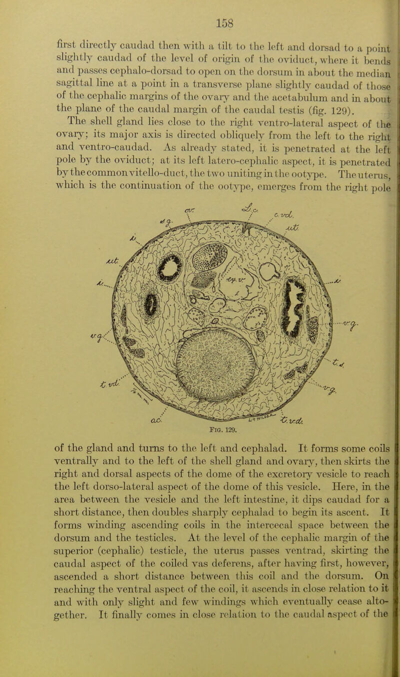 first directly caudad then with a tilt to the left and dorsad to a point slightly caudad of the level of origin of the oviduct, where it bends I and passes cephalo-dorsad to open on the dorsum in about the median sagittal line at a point in a transverse plane slightly caudad of those of the cephalic margins of the ovary and the acetabulum and in about the plane of the caudal margin of the caudal testis (fig. 129). The shell gland lies close to the right ventro-lateral aspect of the ovary; its major axis is directed obliquely from the left to the right and ventro-caudad. As already stated, it is penetrated at the left I pole by the oviduct; at its left latero-cephalic aspect, it is penetrated I by the common vitello-duct, the two uniting in the ootype. The uterus, which is the continuation of the ootype, emerges from the right pole Fig. 129. of the gland and turns to the left and cephalad. It forms some coils ventrally and to the left of the shell gland and ovaiy, then skirts the right and dorsal aspects of the dome of the excretory vesicle to reach the left dorso-lateral aspect of the dome of this vesicle. Here, in the area between the vesicle and the left intestine, it dips caudad for a short distance, then doubles sharply cephalad to begin its ascent. It forms winding ascending coils in the intercecal space between the dorsum and the testicles. At the level of the cephalic margin of the superior (cephalic) testicle, the uterus passes ventrad, skirting the caudal aspect of the coiled vas deferens, after having first, however, ascended a short distance between this coil and the dorsum. On reaching the ventral aspect of the coil, it ascends in close relation to it and with only slight and few windings which eventually cease alto- gether. It finally comes in close relation to the caudal aspect of the