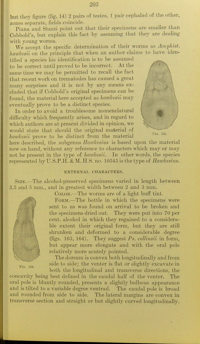 but they figure (fig. 14) 2 pairs of testes, 1 pair cephalad of the other, zones separate, Ileitis coincide. Piana and Stazzi point out that their specimens are smaller than Cobbold's, but explain this fact by assuming that they are dealing with young worms. We accept the specific determination of their worms as AmpTiist. Tiawkesii on the principle that when an author claims to have iden- tified a species his identification is to be assumed to be correct until proved to be incorrect. At the same time we may be permitted to recall the fact that recent work on trematodes has caused a great many surprises and it is not by any means ex- cluded that if Cobbold's original specimens can be found, the material here accepted as Tiawkesii may eventually prove to be a distinct species. In order to avoid a troublesome nomenclatural difficulty which frequently arises, and in regard to which authors are at present divided in opinion, we would state that should the original material of Tiawkesii prove to be distinct from the material here described, the subgenus Ilawkesius is based upon the material now on hand, without any reference to characters which may or may not be present in the type of Tiawkesii. In other words, the species represented by U.S.P.H. & M. H.S. no. 10545 is the type of Hawkesius. EXTERNAL CHARACTERS. Size.—The alcohol-preserved specimens varied in length between 3.5 and 5 mm., and in greatest width between 2 and 3 mm. Color.—The worms are of a light buff tint. Form.—The bottle in which the specimens were sent to us was found on arrival to be broken and the specimens dried out. They were put into 70 per cent, alcohol in which they regained to a considera- / \ ble extent their original form, but they are still shrunken and deformed to a considerable degree (figs. 163, 164). They suggest Ps. collinsii in form, but appear more elongate and with the oral pole relatively more acutely pointed. The dorsum is convex both longitudinally and from fig km s^e ^° S^G> ^he venter is flat or slightly excavate in both the longitudinal and transverse directions, the concavity being best defined in the caudal half of the venter. The oral pole is bluntly rounded, presents a slightly bulbous appearance and is tilted to a variable degree ventrad. The caudal pole is broad and rounded from side to side. The lateral margins are convex in transverse section and straight or but slightly curved longitudinally.