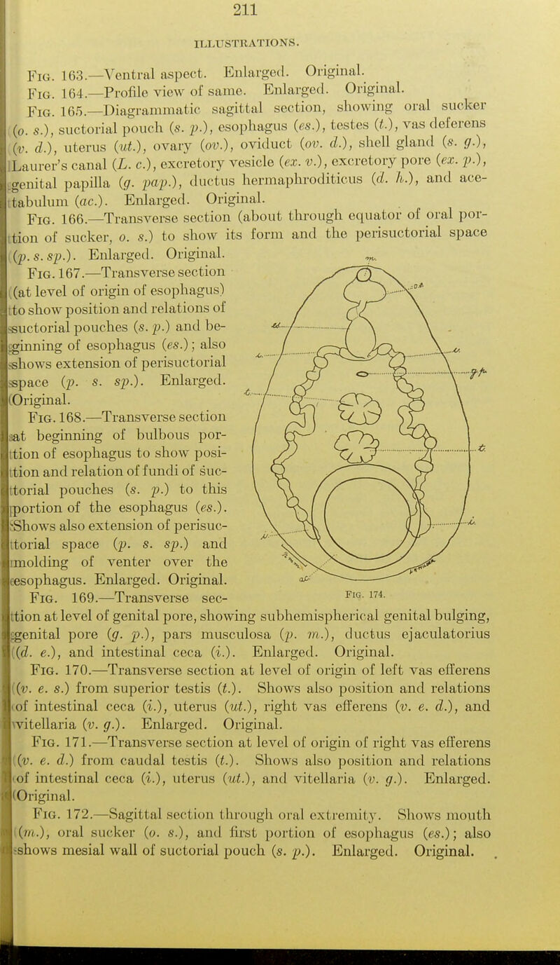 ILLUSTRATIONS. Fig. 163.—Ventral aspect. Enlarged. Original. pIG. 164—Profile view of same. Enlarged. Original. FlG 165.—Diagrammatic sagittal section, showing oral sucker (o. «.), suctorial pouch (s. p.), esophagus (es.), testes (t), vas deferens (v. d.), uterus (w*.), ovary (ov.), oviduct (ov. d.), shell gland (s. .9.), ILaurer's canal (Z. c), excretory vesicle (ex. v.), excretory pore (ex. p.), genital papilla popOj ductus hermaphroditicus {A. h.), and ace- itabulum (ac). Enlarged. Original. Fig. 166.—Transverse section (about through equator of oral por- tion of sucker, 0. s.) to show its form and the perisuctorial space (p.s.sp.). Enlarged. Original. Fig. 167.—Transverse section ((at level of origin of esophagus) ito show position and relations of suctorial pouches (s. p.) and be- ginning of esophagus (es.); also shows extension of perisuctorial space (p. s. sp.). Enlarged. (Original. Fig. 168.—Transverse section aat beginning of bulbous por- ttion of esophagus to show posi- tion and relation of fundi of suc- ttorial pouches (s. p.) to this (portion of the esophagus (es.). >*Shows also extension of perisuc- ttorial space (p. s. sp.) and imolding of venter over the cesophagus. Enlarged. Original. Fig. 169.—Transverse sec- ttion at level of genital pore, showing subhemispherical genital bulging, ^genital pore (g. p.), pars musculosa (p. m.), ductus ejaculatorius [(d. e.), and intestinal ceca (i.). Enlarged. Original. Fig. 170.—Transverse section at level of origin of left vas efferens ((v. e. s.) from superior testis (£.). Shows also position and relations iof intestinal ceca (%.), uterus (ut.), right vas efferens (v. e. d.), and vitellaria (v. g.). Enlarged. Original. Fig. 171.—Transverse section at level of origin of right vas efferens ((v. e. d.) from caudal testis (t.). Shows also position and relations iof intestinal ceca (i.), uterus (ut.), and vitellaria (v. g.). Enlarged. (Original. Fig. 172.—Sagittal section through oral extremity. Shows mouth (///.), oral sucker (0. s.), and first portion of esophagus (es.); also shows mesial wall of suctorial pouch (s. p.). Enlarged. Original.