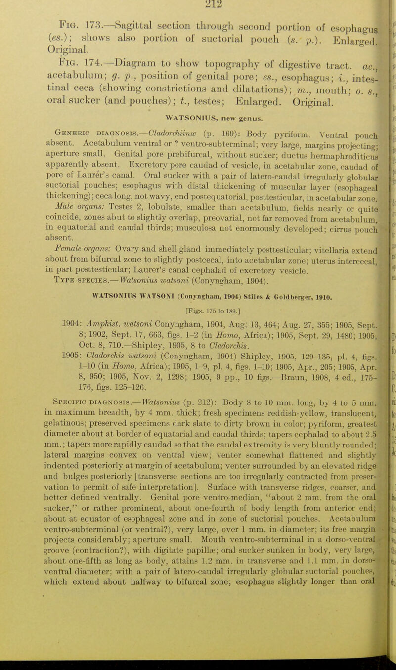 Fig. 17:?. -Sagittal section through second portion of esophagus (es.); shows also portion of suctorial pouch (s. p.). Enlarged. Original. Fig. 171.—Diagram to show topography of digestive tract, acl acetabulum; g, p., position of genital pore; es., esophagus; %.. intes- tinal ceca (showing constrictions and dilatations); m., mouth; o. 8\ oral sucker (and pouches); t., testes; Enlarged. Original. WATSONIUS, new genus. Generic diagnosis— Cladorchiiwe (p. 169): Body pyriform. Ventral pouch absent. Acetabulum ventral or ? ventro-subterminal; very large, margin« projecting; aperture small. Genital pore prebifurcal, without sucker; ductus hermaphroditicus apparently absent, Excretory pore caudad of vesicle, in acetabular zone, caudad of pore of Laurer'8 canal. Oral sucker with a pair of latero-caudal irregularly lobular suctorial pouches; esophagus with distal thickening of muscular layer (esophageal thickening); ceca long, not wavy, end postequatorial. posttesticular, in acetabular zone] Male organs: Testes 2, lobulate, smaller than acetabulum, fields nearly or quite coincide, zones abut to slightly overlap, preovarial, not far removed from acetabulum, in equatorial and caudal thirds; musculosa not enormously developed; cirrus pouch absent. Female organs: Ovary and shell gland immediately posttesticular; vitellaria extend about from bifurcal zone to slightly postcecal, into acetabular zone; uterus intercecal, in part posttesticular; Laurer's canal cephalad of excretory vesicle. Type species.— Watsonius watsoni (Conyngham, 1904). WATSONIUS WATSONI (Conyngham, 1904) Stiles * Goldberger, 1910. fFigs. 175 to 189.] 1904: Amphist. watsoni Conyngham, 1904, Aug: 13, 464; Aug. 27, 355; 1905, Sept. 8; 1902, Sept. 17, 663, figs. 1-2 (in Homo, Africa); 1905, Sept. 29, 1480; 1905, Oct. 8, 710.—Shipley, 1905, 8 to Cladorchis. 1905: Cladorchis watsoni (Conyngham, 1904) Shipley, 1905, 129-135, pi. 4, figs] 1-10 (in Homo, Africa); 1905, 1-9, pi. 4, figs. 1-10; 1905, Apr., 205; 1905, Apr. 8, 950; 1905, Nov. 2, 1298; 1905, 9 pp., 10 figs.—Braun, 1908, 4 ed., 175- 176, figs. 125-126. Specific diagnosis.—Watsonius (p. 212): Body 8 to 10 mm. long, by 4 to 5 mm. in maximum breadth, by 4 mm. thick; fresh specimens reddish-yellow, translucent; gelatinous; preserved specimens dark slate to dirty brown in color; pyriform, greatest diameter about at border of equatorial and caudal thirds; tapers cephalad to about 2.5 mm.; tapers more rapidly caudad so that the caudal extremity is very bluntly rounded: lateral margins convex on ventral view; venter somewhat flattened and slightly indented posteriorly at margin of acetabulum; venter surrounded by an elevated ridge and bulges posteriorly [transverse sections are too irregularly contracted from preser- vation to permit of safe interpretation]. Surface with transverse ridges, coarser, and better defined ventrally. Genital pore ventro-median, about 2 mm. from the oral sucker, or rather prominent, about one-fourth of body length from anterior end; about at equator of esophageal zone and in zone of suctorial pouches. Acetabulum ventro-subterminal (or ventral?), very large, over 1 mm. in diameter; its free margin projects considerably; aperture small. Mouth ventro-subterminal in a dorso-ventral groove (contraction?), with digitate papilla1; oral sucker sunken in body, very large, about one-fifth as long as body, attains 1.2 mm. in transverse and 1.1 nun. in dorso- ventral diamelcr; with a pair of latero-caudal irregularly globular suctorial pouches, which extend about halfway to bifurcal zone; esophagus slightly longer than oral