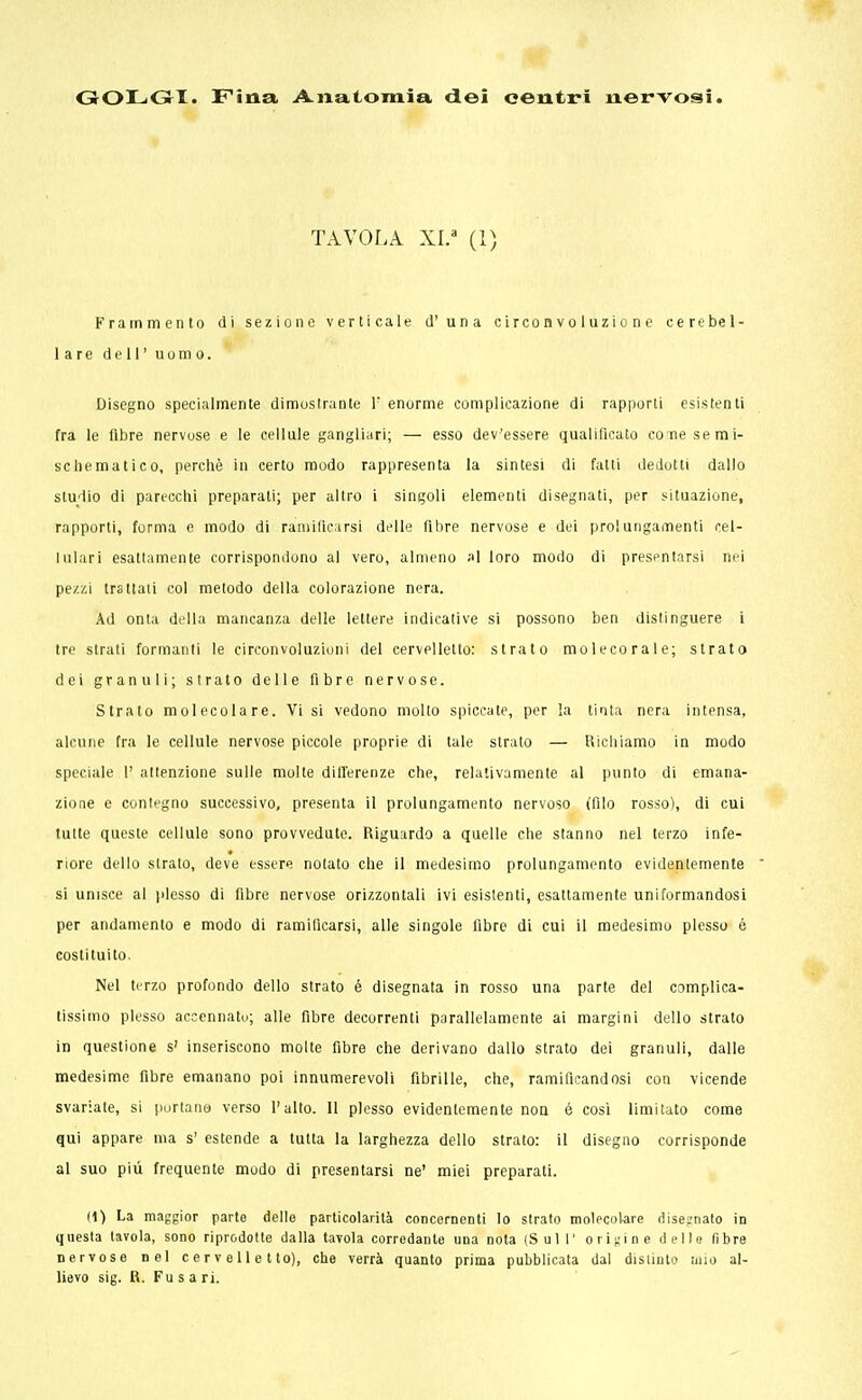 TAVOLA XI.a (1) Frammento di sezione verticale d'una circonvoluzione cerebel- lare dell' uomo. Disegno specialmente dimostrante 1! enorme complicazione di rapporti esistenti fra le fibre nervose e le cellule gangliari; — esso dev'essere qualificato co ne semi- schematico, perchè in certo modo rappresenta la sintesi di fatti dedotti dallo studio di parecchi preparati; per altro i singoli elementi disegnati, per situazione, rapporti, forma e modo di ramificarsi delle fibre nervose e dei prolungamenti cel- lulari esattamente corrispondono al vero, almeno al loro modo di presentarsi nei pe/./.i trattati col metodo della colorazione nera. Ad onta della mancanza delie lettere indicative si possono ben distinguere i tre strati formanti le circonvoluzioni del cervelletto: strato molecorale; strato dei granuli; strato delle fibre nervose. Strato molecolare. Vi si vedono mollo spiccate, per la tinta nera intensa, alcune fra le cellule nervose piccole proprie di tale strato — Richiamo in modo speciale 1' attenzione sulle molte differenze che, relativamente al punto di emana- zione e contegno successivo, presenta il prolungamento nervoso (filo rosso), di cui tutte queste cellule sono provvedute. Riguardo a quelle che stanno nel terzo infe- riore dello strato, deve essere notato che il medesimo prolungamento evidentemente si unisce al plesso di fibre nervose orizzontali ivi esistenti, esattamente uniformandosi per andamento e modo di ramificarsi, alle singole fibre di cui il medesimo plesso é costituito. Nel terzo profondo dello strato é disegnata in rosso una parte del complica- tissimo plesso accennato; alle fibre decorrenti parallelamente ai margini dello strato in questione s' inseriscono molte fibre che derivano dallo strato dei granuli, dalle medesime fibre emanano poi innumerevoli fibrille, che, ramificandosi con vicende svariate, si portano verso l'alto. Il plesso evidentemente non é cosi limitato come qui appare ma s' estende a tutta la larghezza dello strato: il disegno corrisponde al suo più frequente modo di presentarsi ne' miei preparati. (1) La maggior parte dello particolarità concernenti lo strato molecolare disegnato in questa tavola, sono riprodotte dalla tavola corredante una nota (Sul I' origine dello fibre nervose Bel cervelletto), che verrà quanto prima pubblicata dal distinto mio al- lievo sig. R. Fusa ri.