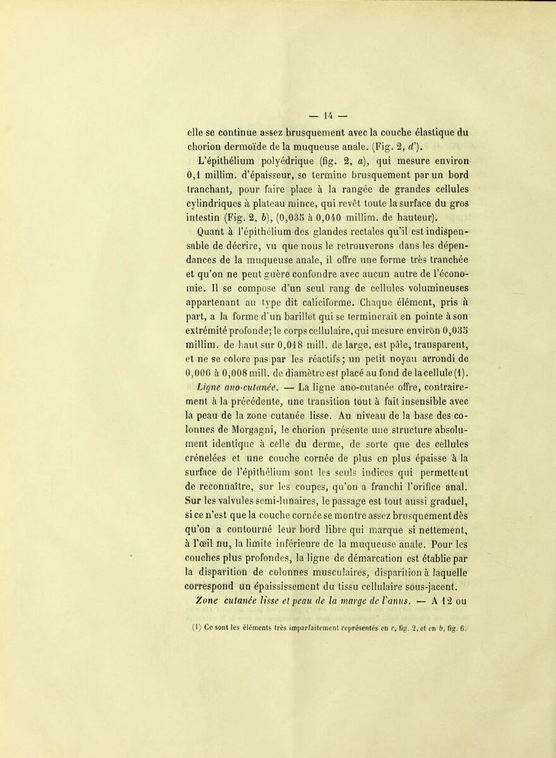 _ j4 — elle se continue assez brusquement avec la couche élastique du chorion dermoïde de la muqueuse anale. (Fig. 2, (f). L'épithélium polyédrique (fig. 2, a), qui mesure environ 0,1 millim. d'épaisseur, se termine brusquement par un bord tranchant, pour faire place à la rangée de grandes cellules cylindriques à plateau mince, qui revêt toute la surface du gros intestin (Fig. 2, h), (0,033 à 0,040 millim. de hauteur). Quant à l'épithélium des glandes rectales qu'il est indispen- sable de décrire, vu que nous le retrouverons dans les dépen- dances de la muqueuse anale, il offre une forme très tranchée et qu'on ne peut guère confondre avec aucun autre de l'écono- mie. Il se compose d'un seul rang de cellules volumineuses appartenant au type dit caliciforme. Chaque élément, pris à part, a la forme d'un barillet qui se terminerait en pointe à son extrémité profonde; le corps cellulaire, qui mesure environ 0,033 millim. de haut sur 0,018 mill. de large, est pâle, transparent, et ne se colore pas par les réactifs; un petit noyau arrondi de 0,000 à 0,008 mill. de diamètre est placé au fond de lacellule(l). Ligne ano-cutanée. — La ligne ano-cutanée offre, contraire- ment à la précédente, une transition tout à fait insensible avec la peau de la zone cutanée lisse. Au niveau de la base des co- lonnes de Morgagni, le chorion présente une structure absolu- ment identique à celle du derme, de sorte que des cellules crénelées et une couche cornée de plus en plus épaisse à la surface de l'épithélium sont les seuls indices qui permettent de reconnaître, sur les coupes, qu'on a franchi l'orifice anal. Sur les valvules semi-lunaires, le passage est tout aussi graduel, si ce n'est que la couche cornée se montre assez brusquement dès qu'on a contourné leur bord libre qui marque si nettement, à l'œil nu, la limite inférieure de la muqueuse anale. Pour les couches plus profondes, la ligne de démarcation est établie par la disparition de colonnes musculaires, disparition à laquelle correspond un épaississement du tissu cellulaire sous-jacent. Zone cutanée lisse et peau de la marge de Vanus. — A 12 ou (I) Ce sont les éléments très imparfaitement représentés en c, fig. 2, et en b, fig. G.