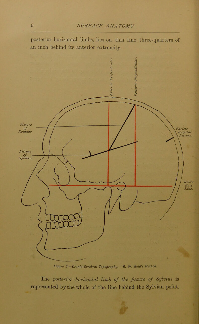 posterior horizontal limbs, lies on this line three-quarters of an inch behind its anterior extremity. •^3 The posterior horizontal limb of the fissure of Sylvius is represented by the whole of the line behind the Sylvian point.