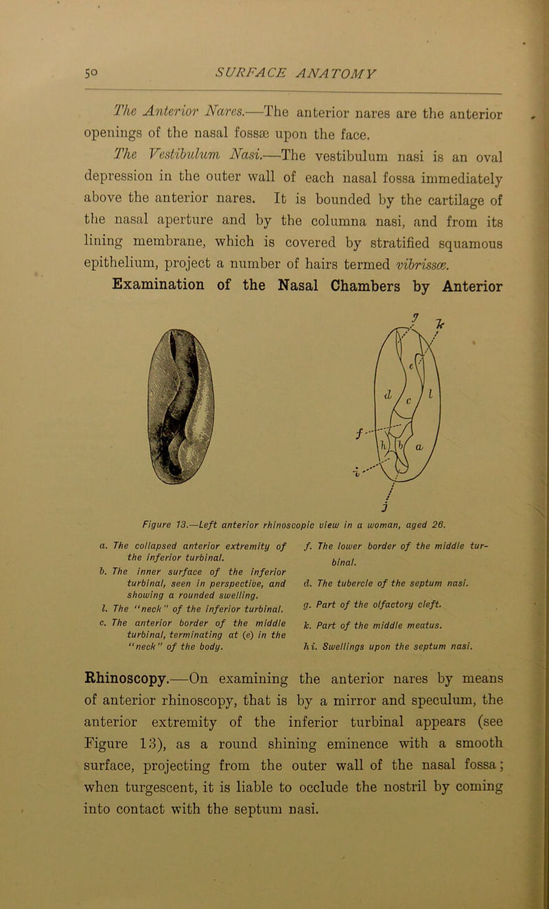 The Anterior Narcs.—The anterior nares are the anterior openings of the nasal fossae upon the face. The Vestibulum Nasi.—The vestibulum nasi is an oval depression in the outer wall of each nasal fossa immediately above the anterior nares. It is bounded by the cartilage of the nasal aperture and by the columna nasi, and from its lining membrane, which is covered by stratified squamous epithelium, project a number of hairs termed vibrissce. Examination of the Nasal Chambers by Anterior Figure 13.—Left anterior rhinoscopio view in a woman, aged 26. a. The coiiapsed anterior extremity of the inferior turbinal. b. The inner surface of the inferior turbinal, seen in perspective, and showing a rounded swelling. 1. The neck  of the inferior turbinal. c. The anterior border of the middle turbinal, terminating at (e) in the neck  of the body. f. The lower border of the middle tur- binal. d. The tubercle of the septum nasi. g. Part of the olfactory deft, k. Part of the middle meatus. hi. Swellings upon the septum nasi. Rhinoscopy.—On examining the anterior nares by means of anterior rhinoscopy, that is by a mirror and speculum, the anterior extremity of the inferior turbinal appears (see Figure 13), as a round shining eminence with a smooth surface, projecting from the outer wall of the nasal fossa; when turgescent, it is liable to occlude the nostril by coming into contact with the septum nasi.