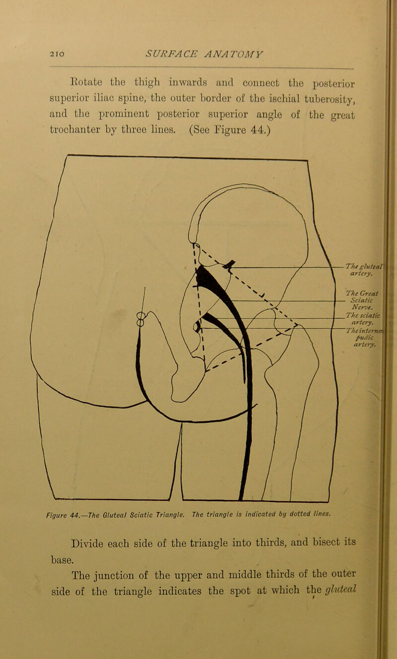 Eotate tlie thigli inwards and connect the posterior superior iliac spine, the outer border of the ischial tuberosity, and the prominent posterior superior angle of the great trochanter by three lines. (See Figure 44.) TJie gluteal artery. The Great Sciatic Nerve. _The sciatic artery. 'Theintema pudic artery. Figure 44.—The Gluteal Sciatic Triangle. The triangle is indicated by dotted lines. Divide each side of the triangle into thirds, and bisect its base. The junction of the upper and middle thirds of the outer side of the triangle indicates the spot at which the gluteal