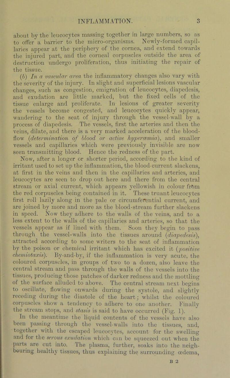 about by the leucocytes massing together in large numbers, so ns to offer a barrier to the micro-organisms. Newly-formed capil- laries appear at the periphery of the cornea, and extend towards the injured part, and the corneal corpuscles outside the area of destruction undergo proliferation, thus initiating the repair of the tissue. (b) In a vascular area the inflammatory changes also vary with the severity of the injury. In slight and superficial lesions vascular changes, such as congestion, emigration of leucocytes, diapedesis, and exudation are little marked, but the fixed cells of the tissue enlarge and proliferate. In lesions of greater severity the vessels become congested, and leucocytes quickly appear, wandering to the seat of injury through the vessel-wall by a process of diapedesis. The vessels, first the arteries and then the veins, dilate, and there is a very marked acceleration of the blood- flow (determination of blood or active hypercemia), and smaller vessels and capillaries which were previously invisible are now seen transmitting blood. Hence the redness of the par-t. Now, after a longer or shorter period, according to the kind of irritant used to set up the inflammation, the blood-current slackens, at first in the veins and then in the capillaries and arteries, and leucocytes are seen to drop out here and there from the central stream or axial current, which appears yellowish in colour frbm the red corpuscles being contained in it. These truant leucocytes first roll lazily along in the pale or circumferential current, and are joined by more and more as the blood-stream further slackens in speed. Now they adhere to the walls of the veins, and to a less extent to the walls of the capillaries and arteries, so that the vessels appear as if lined with them. Soon they begin to pass through the vessel-walls into the tissues around (diapedesis), attracted according to some writers to the seat of inflammation by the poison or chemical irritant which has excited it (positive chemiotaxis). By-and-by, if the inflammation is very acute, the coloured corpuscles, in groups of two to a dozen, also leave the central stream and pass through the walls of the vessels into the tissues, producing those patches of darker redness and the mottling of the surface alluded to above. The central stream next begins to oscillate, flowing onwards during the systole, and slightly receding during the diastole of the heart; whilst the coloured corpuscles show a tendency to adhere to one another. Finally the stream stops, and stasis is said to have occurred (Fig. 1). In the meantime the liquid contents of the vessels have also been passing through the vessel-walls into the tissues, and, together with the escaped leucocytes, account for the swelling and for the serous exudation which can be squeezed out when the parts are cut into. The plasma, further, soaks into the neigh- bouring healthy tissues, thus explaining the surrounding oedema, B 2