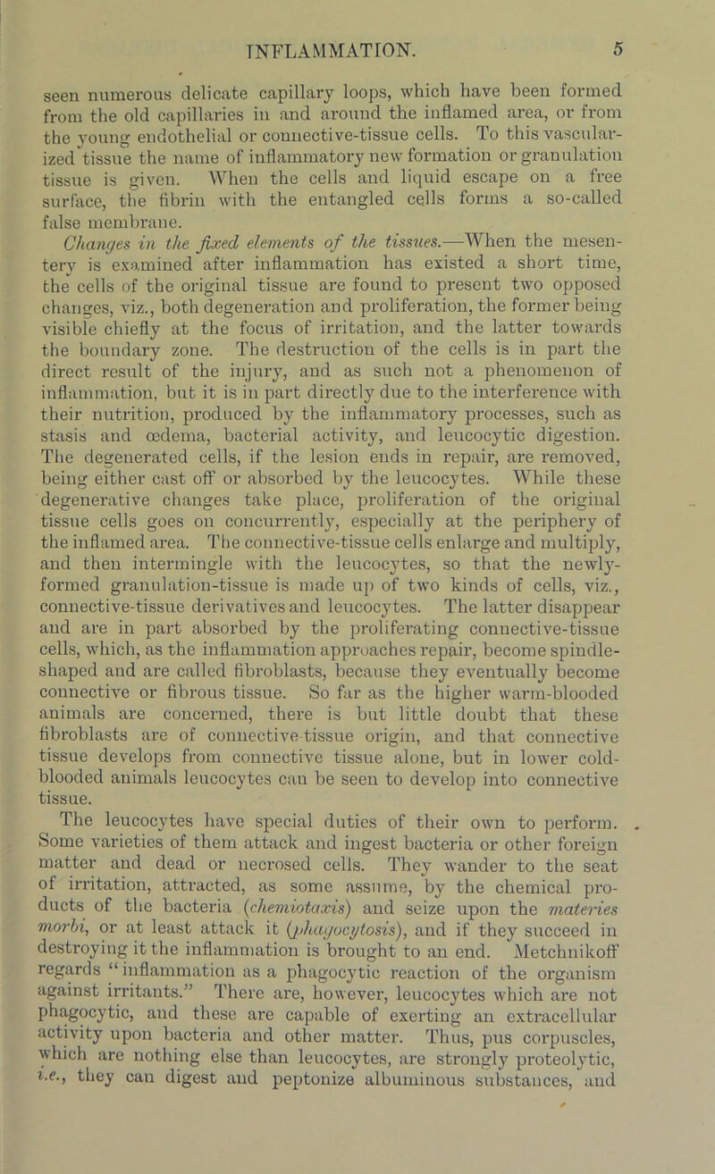 seen numerous delicate capillary loops, which have been formed from the old capillaries in and around the inflamed area, or from the young endothelial or connective-tissue cells. To this vascular- ized tissue the name of inflammatory new formation or granulation tissue is given. When the cells and liquid escape on a free surface, the fibrin with the entangled cells forms a so-called false membrane. Changes in the fixed elements of the tissues.—When the mesen- tery is examined after inflammation has existed a short time, the cells of the original tissue are found to present two opposed changes, viz., both degeneration and proliferation, the former being visible chiefly at the focus of irritation, and the latter towards the boundary zone. The destruction of the cells is in part the direct result of the injury, and as such not a phenomenon of inflammation, but it is in part directly due to the interference with their nutrition, produced by the inflammatory processes, such as stasis and oedema, bacterial activity, and leucocytic digestion. Tiie degenerated cells, if the lesion ends in repair, are removed, being either cast off or absorbed by the leucocytes. While these degenerative changes take place, proliferation of the original tissue cells goes on concurrently, especially at the periphery of the inflamed area. The connective-tissue cells enlarge and multiply, and then intermingle with the leucocytes, so that the newly- formed granulation-tissue is made up of two kinds of cells, viz., connective-tissue derivatives and leucocytes. The latter disappear and are in part absorbed by the proliferating connective-tissue cells, which, as the inflammation approaches repair, become spindle- shaped and are called fibroblasts, because they eventually become connective or fibrous tissue. So far as the higher warm-blooded animals are concerned, there is but little doubt that these fibroblasts are of connective-tissue origin, and that connective tissue develops from connective tissue alone, but in lower cold- blooded animals leucocytes can be seen to develop into connective tissue. The leucocytes have special duties of their own to perform. . Some varieties of them attack and ingest bacteria or other foreign matter and dead or necrosed cells. They wander to the seat of irritation, attracted, as some assume, by the chemical pro- ducts of the bacteria (chemiotaxis) and seize upon the materies morbi, or at least attack it (phagocytosis), and if they succeed in destroying it the inflammation is brought to an end. Metchnikoff regards “ inflammation as a phagocytic reaction of the organism against irritants.” There are, however, leucocytes which are not phagocytic, and these are capable of exerting an extracellular activity upon bacteria and other matter. Thus, pus corpuscles, which are nothing else than leucocytes, are strongly proteolytic, i.e., they can digest and peptonize albuminous substances, and