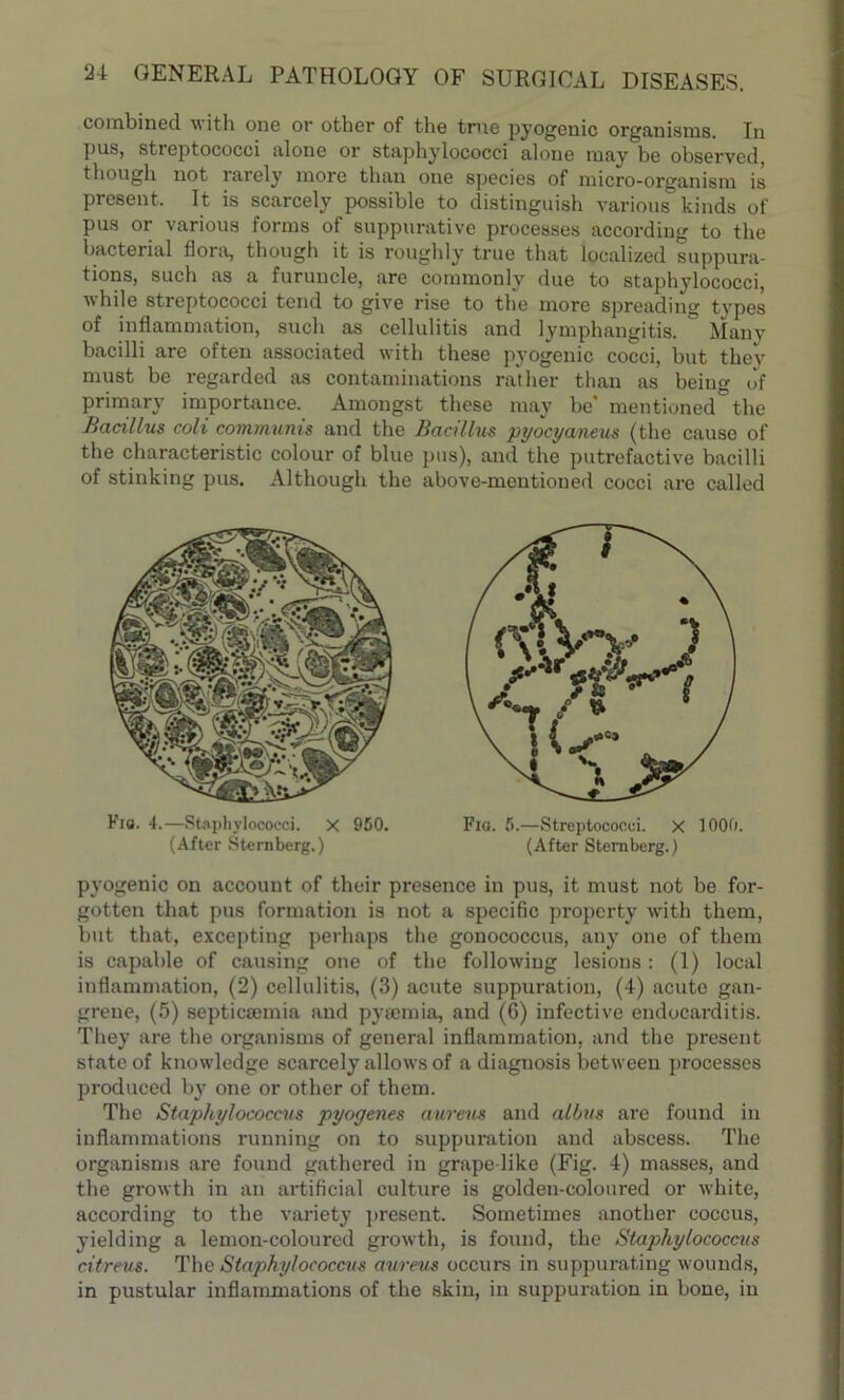 combined with one or other of the true pyogenic organisms. In pus, streptococci alone or staphylococci alone may be observed, though not rarely more than one species of micro-organism is present. It is scarcely possible to distinguish various kinds of pus or various forms of suppurative processes according to the bacterial flora, though it is roughly true that localized suppura- tions, such as a furuncle, are commonly due to staphylococci, while streptococci tend to give rise to the more spreading types of inflammation, such as cellulitis and lymphangitis. Many bacilli are often associated with these pyogenic cocci, but thev must be regarded as contaminations rather than as being Jf primary importance. Amongst these may be* mentioned the Bacillus coli communis and the Bacillus pyocyaneus (the cause of the characteristic colour of blue pus), and the putrefactive bacilli of stinking pus. Although the above-mentioned cocci are called pyogenic on account of their presence in pus, it must not be for- gotten that pus formation is not a specific property with them, but that, excepting perhaps the gonococcus, any one of them is capable of causing one of the following lesions : (1) local inflammation, (2) cellulitis, (3) acute suppuration, (4) acute gan- grene, (5) septicaemia and pyaemia, and (6) infective endocarditis. They are the organisms of general inflammation, and the present state of knowledge scarcely allows of a diagnosis between processes produced by one or other of them. The Staphylococcus pyogenes aureus and albus are found in inflammations running on to suppuration and abscess. The organisms ai'e found gathered in grape like (Fig. 4) masses, and the growth in an artificial culture is golden-coloured or white, according to the variety present. Sometimes another coccus, yielding a lemon-coloured growth, is found, the Staphylococcus citreus. The Staphylococcus aureus occurs in suppurating wounds, in pustular inflammations of the skin, in suppuration in bone, in Fia. 4.—Staphylococci. X 950. (After Sternberg.) Fio. 5.—Streptococci. X 1000. (After Sternberg.)