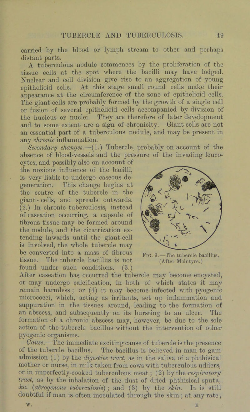 carried by the blood or lymph stream to other and perhaps distant parts. A tuberculous nodule commences by the proliferation of the tissue cells at the spot where the bacilli may have lodged. Nuclear and cell division give rise to an aggregation of young epithelioid cells. At this stage small round cells make their appearance at the circumference of the zone of epithelioid cells. The giant-cells are probably formed by the growth of a single cell or fusion of several epithelioid cells accompanied by division of the nucleus or nuclei. They are therefore of later development and to some extent are a sign of chronicity. Giant-cells are not an essential part of a tuberculous nodule, and may be present in any chronic inflammation. Secondary changes.—(1.) Tubercle, probably on account of the absence of blood-vessels and the pressure of the invading leuco- cytes, and possibly also on account of the noxious influence of the bacilli, is very liable to undergo caseous de- generation. This change begins at the centre of the tubercle in the giant - cells, and spreads outwards. (2.) In chronic tuberculosis, instead of caseation occurring, a capsule of fibrous tissue may be formed around the nodule, and the cicatrization ex- tending inwards until the giant-cell is involved, the whole tubercle may be converted into a mass of fibrous tissue. The tubercle bacillus is not found under such conditions. (3.) After caseation has occurred the tubercle may become encysted, or may undergo calcification, in both of which states it may remain harmless; or (4) it may become infected with pyogenic micrococci, which, acting as irritants, set up inflammation and suppuration in the tissues around, leading to the formation of an abscess, and subsequently on its bursting to an ulcer. The formation of a chronic abscess may, however, be due to the sole action of the tubercle bacillus without the intervention of other pyogenic organisms. Cause.—The immediate exciting cause of tubercle is the presence of the tubercle bacillus. The bacillus is believed in maiz to gain admission (1) by the digestive tract, as in the saliva of a phthisical mother or nurse, in milk taken from cows with tuberculous udders, or in imperfectly-cooked tuberculous meat; (2) by the respiratory tract, as by the inhalation of the dust of dried phthisical sputa, &c. (aerogenous tuberculosis); and (3) by the skin. It is still doubtful if man is often inoculated through the skin; at any rate, w. Fig. 9.—The tubercle bacillus. (Alter Mein tyre.) E