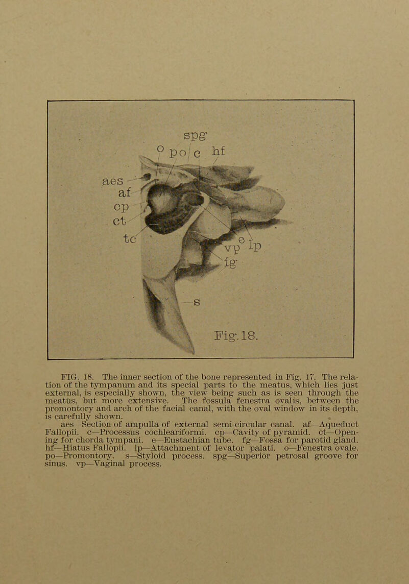 tion of the tympanum and its special parts to the meatus, which lies just external, is especially shown, the view being such as is seen through the meatus, but more extensive. The fossula fenestra ovalis, between the promontory and arch of the facial canal, with the oval window in its depth, is carefully shown. aes—Section of ampulla of external semi-circular canal, af—Aqueduct Fallopii. c—Processus cochleariformi. cp—Cavity of pyramid, ct—Open- ing for chorda tympani. e—Eustachian tube, fg- Fossa for parotid gland, hf— Hiatus Fallopii. Ip—Attachment of levator palati. o—Fenestra ovale, po—Promontory, s—Styloid process, spg—Superior petrosal groove for sinus, vp—Vaginal process.