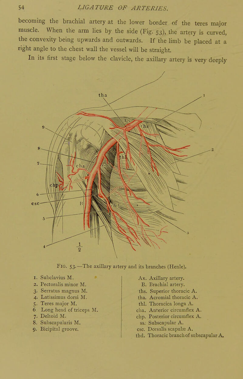 becoming the brachial artery at the lower border of the teres major muscle. When the arm lies by the side (Fig. 53), the artery is curved, the convexity being upwards and outwards. If the limb be placed at a right angle to the chest wall the vessel will be straight. In its first stage below the clavicle, the axillary artery is very deeply Fig. 53.—The axillary artery and its branches (Henle). I. 2. 3- 4- 5- 6 7- 8. 9- Subclavius M. Pectoralis minor M. Serratus magnus M. Latissimus dorsi M. Teres major M. Long head of triceps M. Deltoid M. Subscapularis M. Bicipital groove. Ax. Axillary artery. B. Brachial artery. ths. Superior thoracic A. tha. Acromial thoracic A. thl. Thoracica longa A. cha. Anterior circumflex A. chp. Posterior circumflex A. ss: Subscapular A. esc. Dorsalis scapulce A. thd. Thoracic branch of subscapular A.