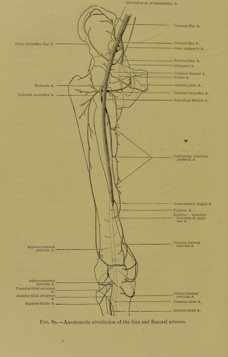 Ilio-lumhar A. ol internal iliac A. ncen circuinflcx iliac A. Profunda A. External circumflex A. Superior external articular A. Inferior external articular A. Posterior tibial recurrent A. Anterior tibial recurrent A. Superior fibular A. Conunon Iliac A. Internal iliac A. Deep epigastric A. Hxtcrnal iliac A. Obturator A. Conunon femoral A, Sciatic A. Internal pudic A. Internal circumflex A. Superficial femoral A. Perforatinj; branches profunda A. Anastomotica magna A Poplitea A. Superior muscular branches of popli- teal A. Superior internal articular A. Inferior internal articulaj A. Posterior tibial A. Anterior tibial A. Fig. 89.—Anastomotic circulation of the iliac and femoral arteries.