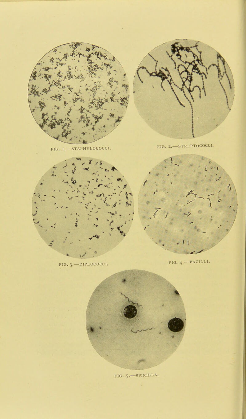 FIG. 5.—SPIRILLA.