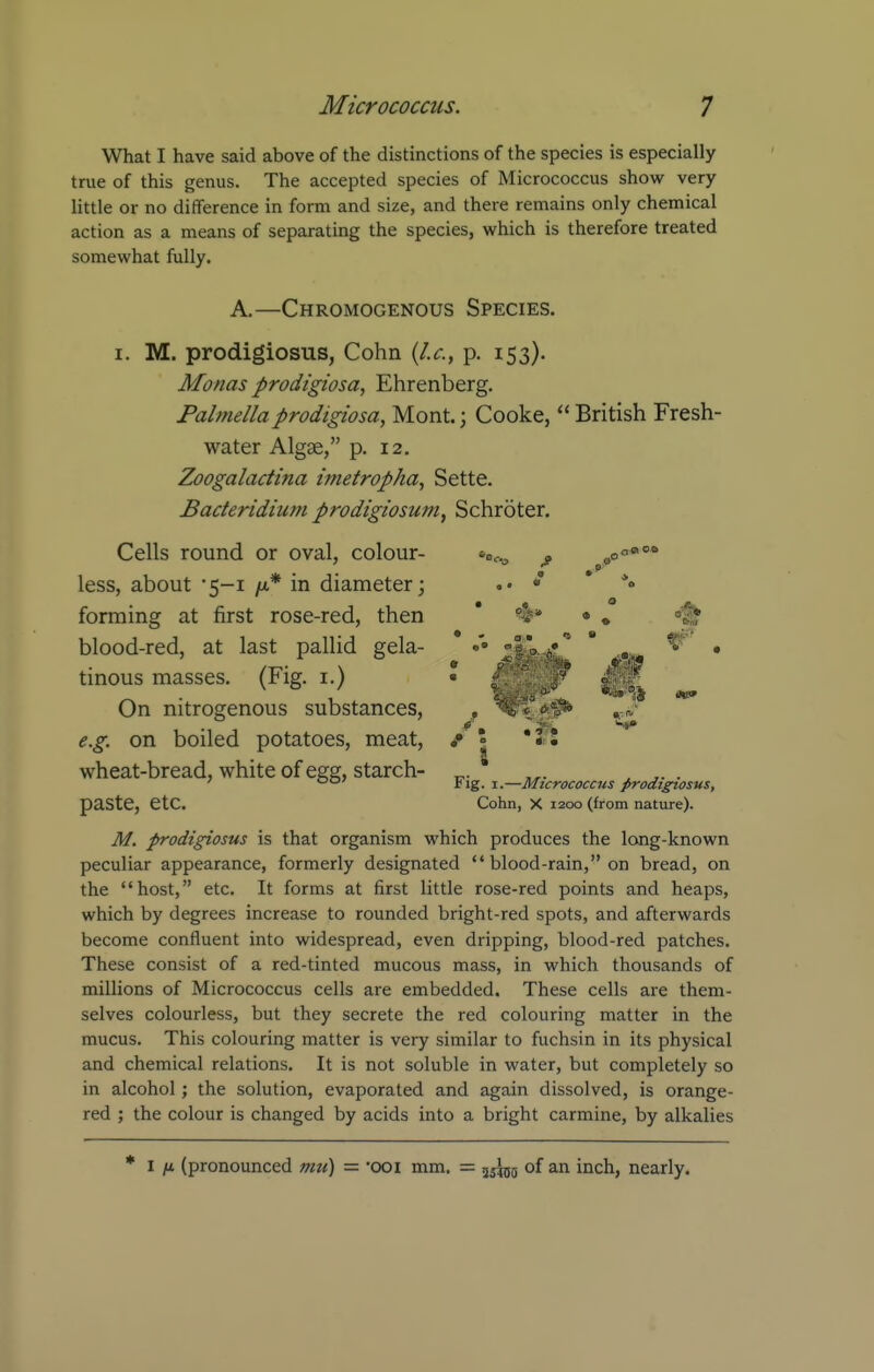 What I have said above of the distinctions of the species is especially true of this genus. The accepted species of Micrococcus show very little or no difference in form and size, and there remains only chemical action as a means of separating the species, which is therefore treated somewhat fully. A.—Chromogenous Species. I. M. prodigiosus, Cohn {I.e., p. 153). Monas prodigiosa, Ehrenberg, Palmellaprodigiosa, Mont.; Cooke,  British Fresh- water Algae, p. 12. Zoogalactina tmetropka, Sette. Bacteridiurn prodigiosum, Schroter. Cells round or oval, colour- »o,-.^ ^ ^^0°'^°'^ less, about 5-1 ft* in diameter; • * forming at first rose-red, then * ■?!» » , blood-red, at last pallid gela- •'• fe..^ ^ • tinous masses. (Fig. i.) • gjiS^-tar mm On nitrogenous substances, , ^* e.g. on boiled potatoes, meat, / | wheat-bread, white of egg, starch- „. ^ ^. . ' rig. I.—Micrococcus prodigiosus, paste, etc. Cohn, X 1200 (from nature). M. prodigiosus is that organism which produces the long-known peculiar appearance, formerly designated  blood-rain, on bread, on the host, etc. It forms at first little rose-red points and heaps, which by degrees increase to rounded bright-red spots, and afterwards become confluent into widespread, even dripping, blood-red patches. These consist of a red-tinted mucous mass, in which thousands of millions of Micrococcus cells are embedded. These cells are them- selves colourless, but they secrete the red colouring matter in the mucus. This colouring matter is very similar to fuchsin in its physical and chemical relations. It is not soluble in water, but completely so in alcohol; the solution, evaporated and again dissolved, is orange- red ; the colour is changed by acids into a bright carmine, by alkalies * I /X (pronounced mu) = ooi mm. = 55^5 of an inch, nearly.