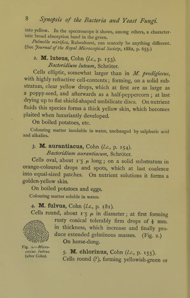into yellow. In the spectroscope it shows, among others, a character- istic broad absorption band in the green. Pahnella mirifica, Rabenhorst, can scarcely be anything diflferent. (See Journal of the Royal Microscopical Society, 1882, p. 655.) 2. M. luteus, Cohn {I.e., p. 153). Baderidium lutewn, Schroter. Cells elliptic, somewhat larger than in M. prodigiosus, with highly refractive cell-contents; forming, on a solid sub- stratum, clear yellow drops, which at first are as large as a poppy-seed, and afterwards as a half-peppercorn; at last drying up to flat shield-shaped umbilicate discs. On nutrient fluids this species forms a thick yellow skin, which becomes plaited when luxuriantly developed. On boiled potatoes, etc. Colouring matter insoluble in water, unchanged by sulphuric acid and alkalies. 3. M. aurantiacus, Cohn {I.e., p. 154). Baeteridiwn aurantiaeuni, Schroter. Cells oval, about i -5 long; on a solid substratum in orange-coloured drops and spots, which at last coalesce into equal-sized patches. On nutrient solutions it forms a golden-yellow skin. On boiled potatoes and eggs. Colouring matter soluble in water. 4. M. fulvus, Cohn {I.e., p. 181). Cells round, about 1-5 ^ in diameter; at first forming ''^^y conical tolerably firm drops of ^ mm. thickness, which increase and finally pro- extended gelatinous masses. (Fig. 2.) ^^i^^ On horse-dung. Fig. 2.—Micro- coccus fulvus 5. M. chlorinus, Cohn (I.e., p. icc^ (after Cohn). ^ „ j n\ r • „ , Cells round (?), formmg yellowish-green or