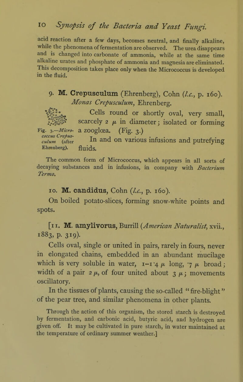 acid reaction after a few days, becomes neutral, and finally alkaline, while the phenomena of fermentation are observed. The urea disappears and is changed into carbonate of ammonia, while at the same time alkaline urates and phosphate of ammonia and magnesia are eliminated. This decomposition takes place only when the Micrococcus is developed in the fluid. 9. M. Crepusculum (Ehrenberg), Cohn {I.e., p. 160). Manas Crepusculum, Ehrenberg. '^tv> ^^^^ round or shortly oval, very small, 7;:^$' scarcely 2 ^ in diameter; isolated or forming Fig. Micro- a zoogloea. (Fig. 3.) coccus Crepus- t j • • r • cuium (after 3.ncl on vaoous mfusions and putrefymg Ehrenberg). fluids. The common form of Micrococcus, which appears in all sorts of decaying substances and in infusions, in company with Bacterium Termo. 10. M. candidus, Cohn {I.e., p. 160). On boiled potato-slices, forming snow-white points and spots. [i I. M. amylivorus, Burrill {American Naturalist, xvii., 1883, p. 319). Cells oval, single or united in pairs, rarely in fours, never in elongated chains, embedded in an abundant mucilage which is very soluble in water, i-i -4 /x, long, 7 /a broad; width of a pair 2 /x, of four united about 3 ; movements oscillatory. In the tissues of plants, causing the so-called  fire-blight of the pear tree, and similar phenomena in other plants. Through the action of this organism, the stored starch is destroyed by fermentation, and carbonic acid, butyric acid, and hydrogen are given off. It may be cultivated in pure starch, in water maintained at the temperature of ordinary summer weather.]