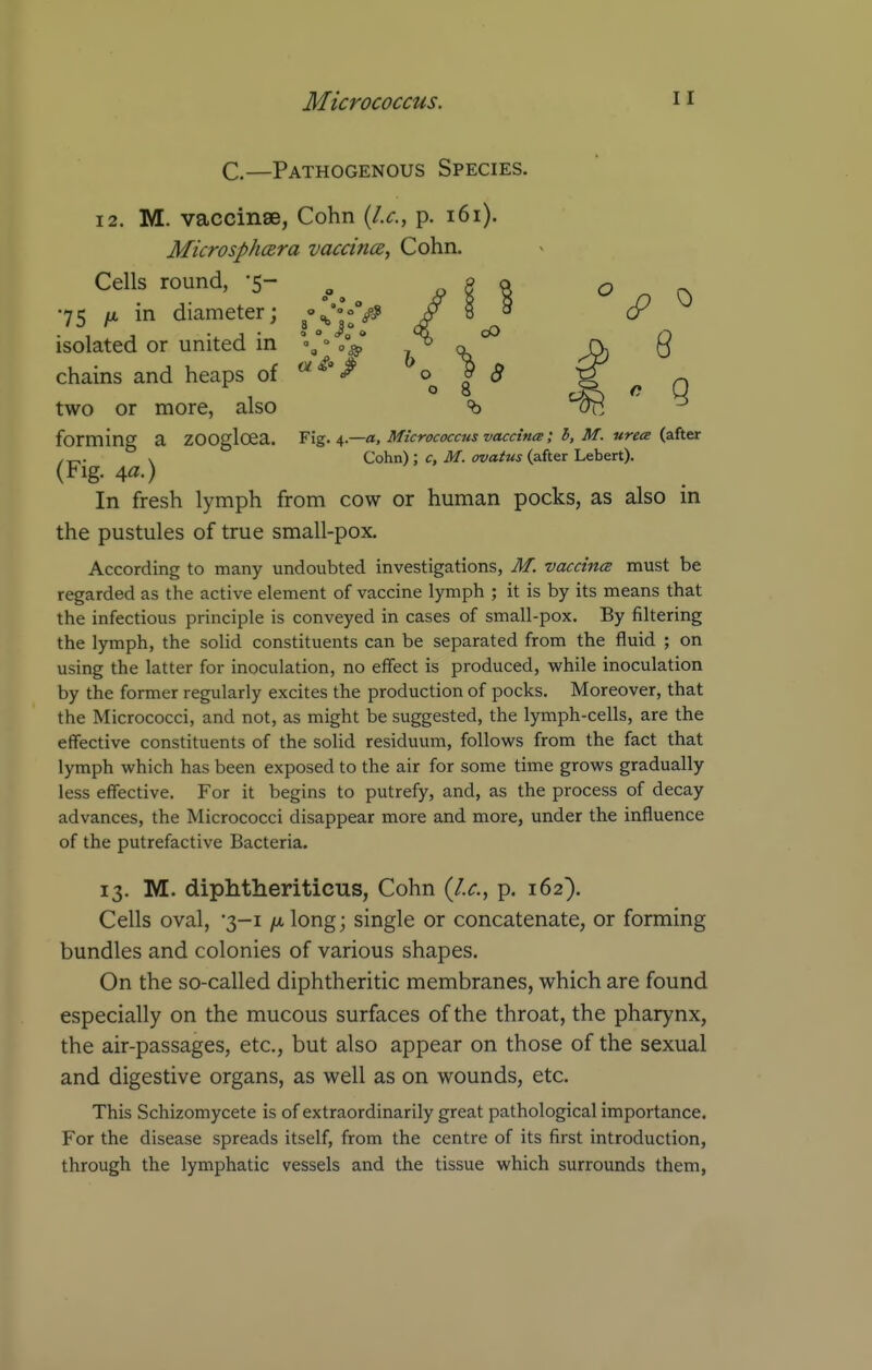 C.—Pathogenous Species. 12. M. vaccinse, Cohn {I.e., p. i6i). MicrosphcBra vaceince, Cohn. Cells round, -5- „^ B I ^ n ^ •75 in diameter; j'CjVf £ ^ J ^ isolated or united in ^-l 0^ ^ \ ^8 chains and heaps oi ^^^ «^ ? g ^ 08 two or more, also e q forming a ZOOgloea. Fig. i.—a, Micrococcus vaccines; 5, M. urees (after /„. \ Cohn): c, M. ovatus (after Lebert). (Fig. 4a.) In fresh lymph from cow or human pocks, as also in the pustules of true small-pox. According to many undoubted investigations, M. vaccines must be regarded as the active element of vaccine lymph ; it is by its means that the infectious principle is conveyed in cases of small-pox. By filtering the l)nnph, the solid constituents can be separated from the fluid ; on using the latter for inoculation, no effect is produced, while inoculation by the former regularly excites the production of pocks. Moreover, that the Micrococci, and not, as might be suggested, the lymph-cells, are the effective constituents of the solid residuum, follows from the fact that lymph which has been exposed to the air for some time grows gradually less effective. For it begins to putrefy, and, as the process of decay advances, the Micrococci disappear more and more, under the influence of the putrefactive Bacteria. 13. M. diphtheriticus, Cohn (I.e., p. 162). Cells oval, •3-1 long; single or concatenate, or forming bundles and colonies of various shapes. On the so-called diphtheritic membranes, which are found especially on the mucous surfaces of the throat, the pharynx, the air-passages, etc., but also appear on those of the sexual and digestive organs, as well as on wounds, etc. This Schizomycete is of extraordinarily great pathological importance. For the disease spreads itself, from the centre of its first introduction, through the lymphatic vessels and the tissue which surrounds them,