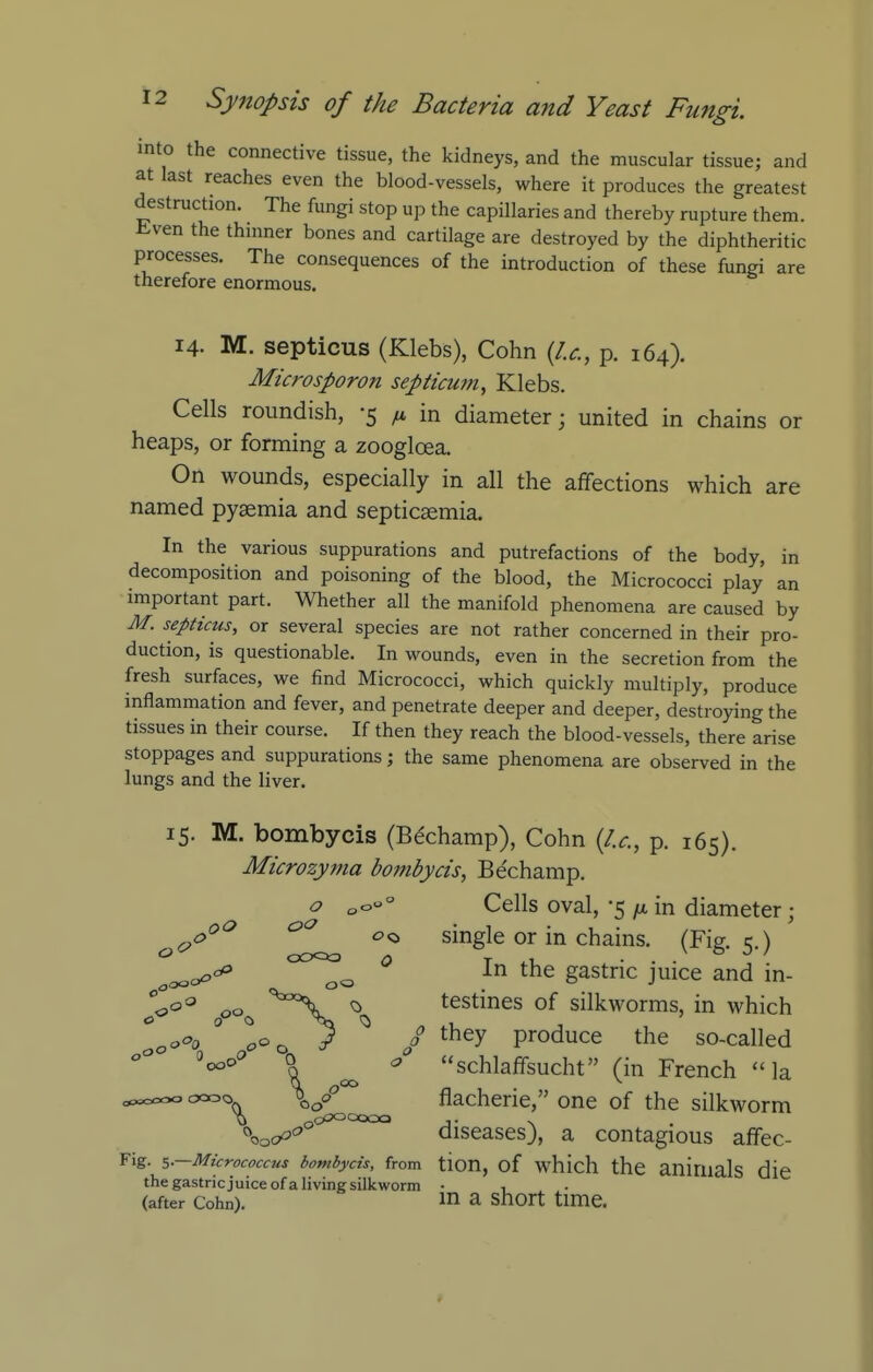 into the connective tissue, the kidneys, and the muscular tissue; and at last reaches even the blood-vessels, where it produces the greatest destruction. The fungi stop up the capillaries and thereby rupture them, tven the thinner bones and cartilage are destroyed by the diphtheritic processes. The consequences of the introduction of these fungi are therefore enormous. 14. M. septicus (Klebs), Cohn {U, p. 164). Microsporon septicum^ Klebs. Cells roundish, -5 ^ in diameter; united in chains or heaps, or forming a zoogloea. On wounds, especially in all the affections which are named pyaemia and septicaemia. In the various suppurations and putrefactions of the body, in decomposition and poisoning of the blood, the Micrococci play an important part. Whether all the manifold phenomena are caused by M. septicus, or several species are not rather concerned in their pro- duction, is questionable. In wounds, even in the secretion from the fresh surfaces, we find Micrococci, which quickly multiply, produce inflammation and fever, and penetrate deeper and deeper, destroying the tissues in their course. If then they reach the blood-vessels, there arise stoppages and suppurations; the same phenomena are observed in the lungs and the liver. 15. M. bombycis (Be'champ), Cohn {I.e., p. 165). Microzyma bombycis, Bechamp. o „o° Cells oval, -5 in diameter; 00 00 single or in chains. (Fig. c.) ^ An the gastric juice and in- 0 Q ''^^^^^ o testines of silkworms, in which o^^'o 0^0 y / produce the so-called \ 00 ^ schlaffsucht (in French la ..^oooo 0000 flacherie, one of the silkworm Vo^^ diseases), a contagious affec- Fig. 5-—■Micrococcus bombycis, from tion, of which the aniuials die the gastricjuiceofa living silkworm • , (after Cohn). 1^ a Short time.