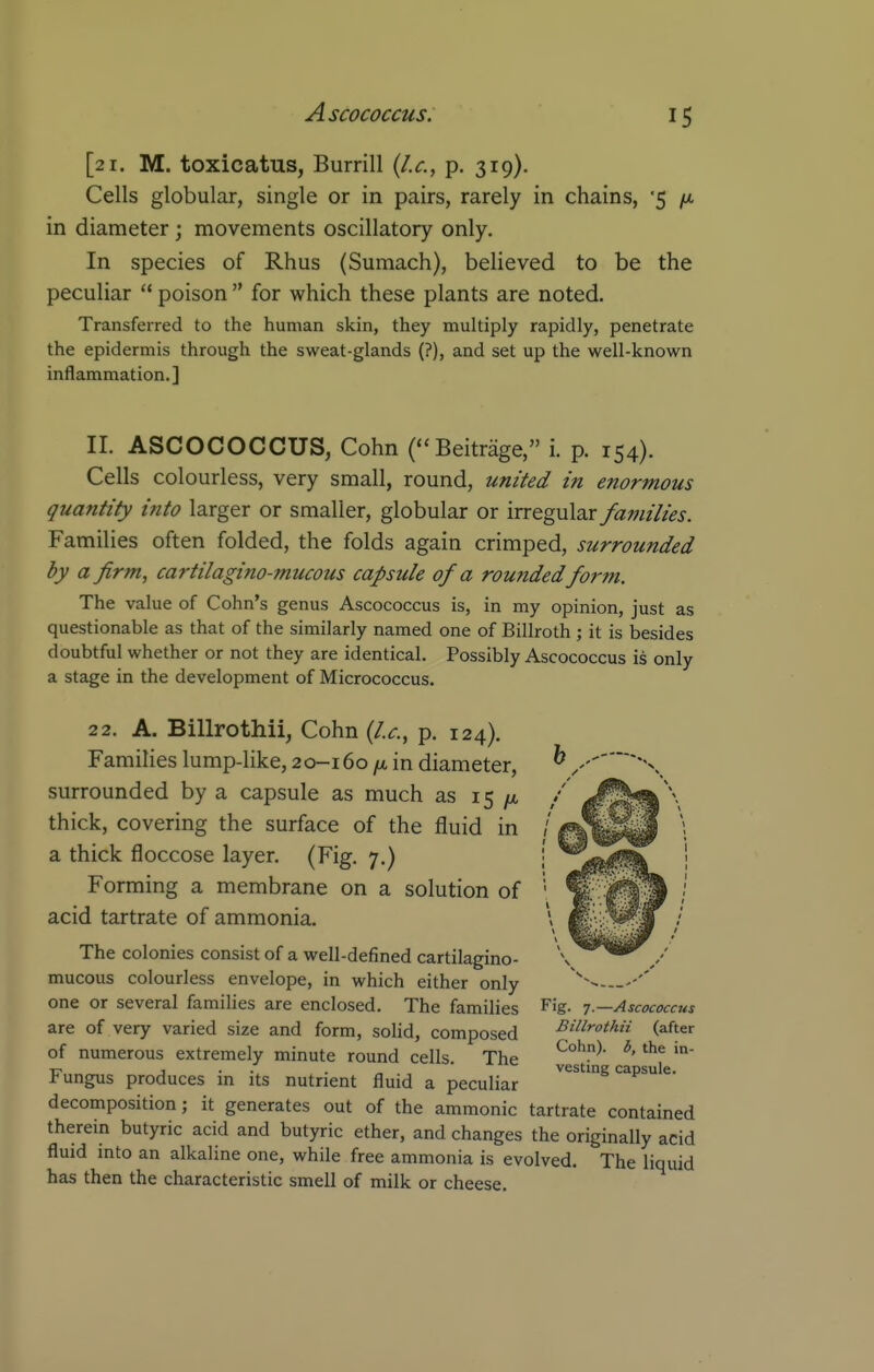 [21. M. toxicatus, Burrill {I.e., p. 319). Cells globular, single or in pairs, rarely in chains, '5 ft in diameter; movements oscillatory only. In species of Rhus (Sumach), believed to be the peculiar  poison  for which these plants are noted. Transferred to the human skin, they multiply rapidly, penetrate the epidermis through the sweat-glands (?), and set up the well-known inflammation.] II. ASCOCOCCUS, Cohn (Beitriige, i. p. 154). Cells colourless, very small, round, united in enormous quantity into larger or smaller, globular or irregular families. Families often folded, the folds again crimped, surrounded by a firm, cartilagino-mucous capsule of a roufided form. The value of Cohn's genus Ascococcus is, in my opinion, just as questionable as that of the similarly named one of Billroth ; it is besides doubtful whether or not they are identical. Possibly Ascococcus is only a stage in the development of Micrococcus. 2 2. A. Billrothii, Cohn {I.e., p. 124). Families lump-like, 20-160 in diameter, surrounded by a capsule as much as 15 /a thick, covering the surface of the fluid in a thick floccose layer. (Fig. 7.) Forming a membrane on a solution of acid tartrate of ammonia. The colonies consist of a well-defined cartilagino- mucous colourless envelope, in which either only one or several families are enclosed. The families are of very varied size and form, sohd, composed of numerous extremely minute round cells. The Fungus produces in its nutrient fluid a peculiar decomposition; it generates out of the ammonic tartrate contained therein butyric acid and butyric ether, and changes the originally acid fluid into an alkaline one, while free ammonia is evolved. The liquid has then the characteristic smell of milk or cheese. Fig. 7.—Ascococcus Billrothii (after Cohn). b, the in- vesting capsule.