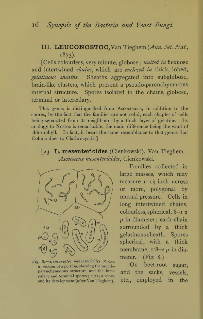 III. LEUCONOSTOC,Van Tieghem {Ann. Set. Nat., 1873). [Cells colourless, very minute, globose ; united in flexuose and intertwined chains, which are enclosed in thick, lobed, gelatinous sheaths. Sheaths aggregated into subglobose, brain-like clusters, which present a pseudo-parenchymatous internal structure. Spores isolated in the chains, globose, terminal or intercalary. This genus is distinguished from Ascococcus, in addition to the spores, by the fact that the families are not solid, each chaplet of cells being separated from its neighbours by a thick layer of gelatine. Its analogy to Nostoc is remarkable, the main difference being the want of chlorophyll. In fact, it bears the same resemblance to that genus that Cohnia does to Clathrocystis.] [23- L. mesenterioides (Cienkowski), Van Tieghem, Ascococcus mesenterioides, Cienkowski. Families collected in large masses, which may measure i-i^ inch across or more, polygonal by mutual pressure. Cells in long intertwined chains, colourless, spherical, 8-1 2 )u, in diameter; each chain surrounded by a thick gelatinous sheath. Spores spherical, with a thick membrane, i8-2 /u, in dia- meter. (Fig. 8.) Fig. 8.—Leuconosioc mesenterioides, X 520. _ a, section of a portion, showing the pseudo- DCet-rOOt SUgar, parenchymatous structure, and the inter- 2C£\.^ tllC Sacks VCSSels calary and terminal spores; i-ii,aspore, ' _ ' and its development (after Van Tieghem). etC, employed m the