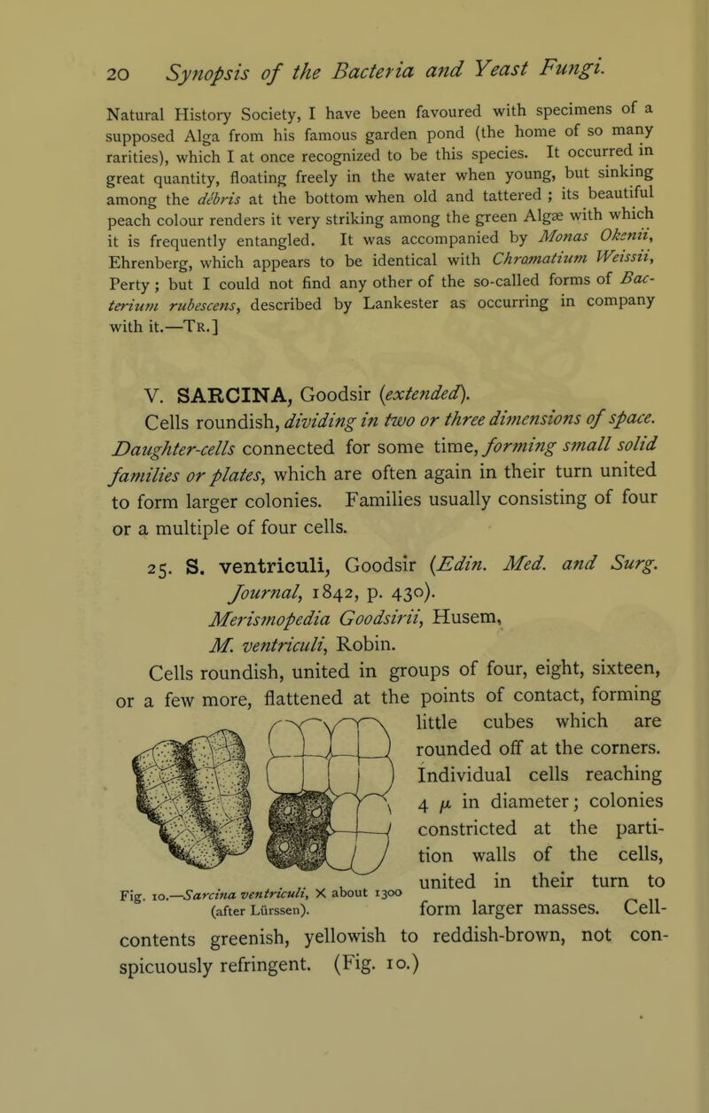 Natural History Society, I have been favoured with specimens of a supposed Alga from his famous garden pond (the home of so many rarities), which I at once recognized to be this species. It occurred in great quantity, floating freely in the water when young, but sinkmg among the debris at the bottom when old and tattered ; its beautiful peach colour renders it very striking among the green Algae with which it is frequently entangled. It was accompanied by Monas Okznh, Ehrenberg, which appears to be identical with Chromatmm Weissit, Perty ; but I could not find any other of the so-called forms of Bac- terittvi rubescens, described by Lankester as occurring in company with it.—Tr.] V. SARCINA, Goodsir {extended). Cells roundish, dividing in two or three dimensions of space. Daughter-cells connecttd. for some t\mQ, forming small solid families or plates, which are often again in their turn united to form larger colonies. Families usually consisting of four or a multiple of four cells. 25. S. ventriculi, Goodsir {Edin. Med. and Surg. Journal, 1842, p. 430). Meris7?iopedia Goodsirii, Husem, M. ventriculi, Robin. Cells roundish, united in groups of four, eight, sixteen, or a few more, flattened at the points of contact, forming contents greenish, yellowish to reddish-brown, not con- spicuously refringent. (Fig. 10.) Fig. lo.—Sarcina ventriculi, X about 1300 (after Liirssen). little cubes which are rounded off at the corners. Individual cells reaching 4 /A in diameter; colonies constricted at the parti- tion walls of the cells, united in their turn to form larger masses. Cell-