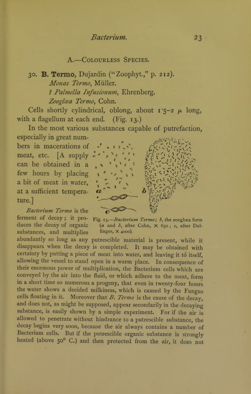 A.—Colourless Species. 30. B. Termo, Dujardin (Zoophyt., p. 212). Monas Termo, Miiller. ? Palmella Infusionum^ Ehrenberg. Zooglcea Termo, Cohn. Cells shortly cylindrical, oblong, about 1*5-2 /a long, with a flagellum at each end. (Fig. 13.) In the most various substances capable of putrefaction, especially in great num- /wm,;;- ^« bers m macerations of - % » i.^ , Z+u0,^'-'x's meat, etc. [A supply ^  ^ '/ can be obtained in a ^ <k ' * * *  few hours by placing i * ' $ °' ■i % ^ a bit of meat in water,  * =, S'i'>V4'V'''' at a sufticient tempera- « 6^'' ture.] gcj^i^^' Bacterium Termo is the ^^-OS'*^ v ferment of decay ; it pro- Fig. xy—Bacterium Termo; b, the zoogloea form duces the decay of organic (« and b, after Cohn, X 650 , c, after Dal- substances, and multiplies linger, x 4000). abundantly so long as any putrescible material is present, while it disappears when the decay is completed. It may be obtained with certainty by putting a piece of meat into water, and leaving it to itself, allowing the vessel to stand open in a warm place. In consequence of their enormous power of multiplication, the Bacterium cells which are conveyed by the air into the fluid, or which adhere to the meat, form in a short time so numerous a progeny, that even in twenty-four hours the water shows a decided milkiness, which is caused by the Fungus cells floating in it. Moreover that B. Termo is the cause of the decay, and does not, as might be supposed, appear secondarily in the decaying substance, is easily shown by a simple experiment. For if the air is allowed to penetrate without hindrance to a putrescible substance, the decay begins very soon, because the air always contains a number of Bacterium cells. But if the putrescible organic substance is strongly heated (above 50° C.) and then protected from the air, it does not