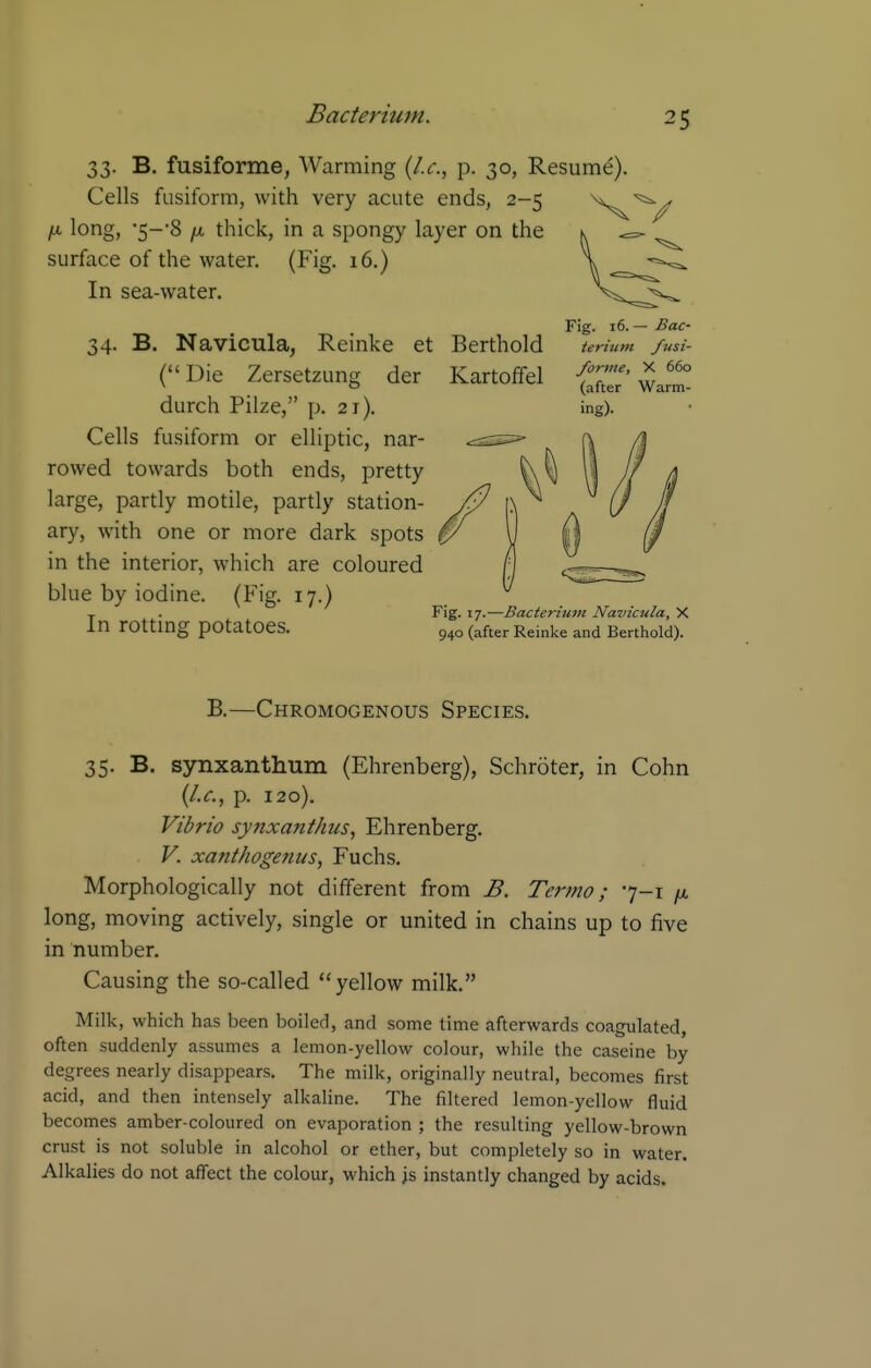 33. B. fusiforme, Warming {I.e., p. 30, Resume). Cells fusiform, with very acute ends, 2-5 X^^^^ /X, long, 's-'S yu, thick, in a spongy layer on the k ^ ^ surface of the water. (Fig. 16.) \ In sea-water. Fig. 16. — Bac- 34. B. Navicula, Reinke et Berthold teritim fnsi- (Die Zersetzung der Kartolfel fXr'Warm- durch Pilze, p. 21). ing). Cells fusiform or elliptic, nar- rowed towards both ends, pretty large, partly motile, partly station- ary, with one or more dark spots in the interior, which are coloured blue by iodine. (Fig. 17.) J . Fig. 17.—Bacterium Navicula, X In rOttmg potatoes. g^o (after Reinke and Berthold). B.—Chromogenous Species. 35. B. synxanthum (Ehrenberg), Schroter, in Cohn {I.e., p. 120). Vibrio synxanthus, Ehrenberg. V. xanthogenus, Fuchs. Morphologically not different from B. Termo; 7-1 /a long, moving actively, single or united in chains up to five in number. Causing the so-called yellow milk. Milk, which has been boiled, and some time afterwards coagulated, often suddenly assumes a lemon-yellow colour, while the caseine by degrees nearly disappears. The milk, originally neutral, becomes first acid, and then intensely alkaline. The filtered lemon-yellow fluid becomes amber-coloured on evaporation ; the resulting yellow-brown crust is not soluble in alcohol or ether, but completely so in water. Alkalies do not affect the colour, which js instantly changed by acids.