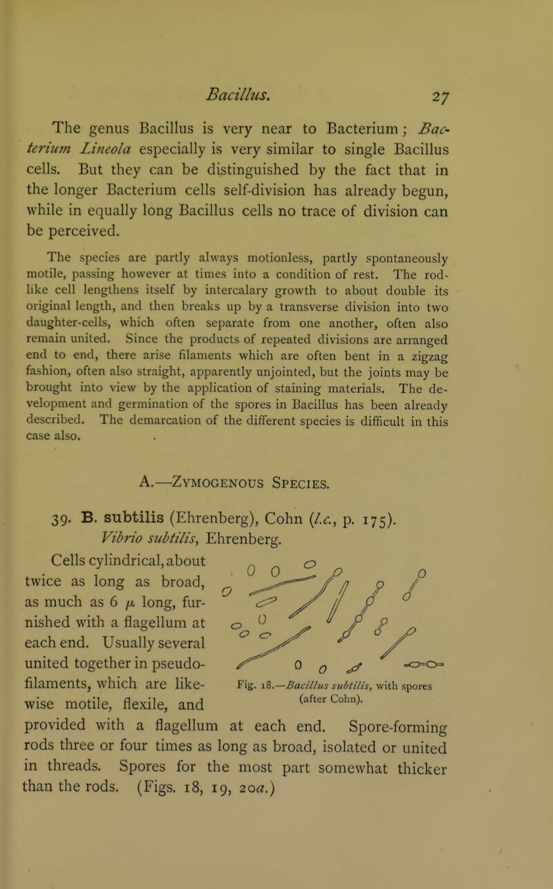 The genus Bacillus is very near to Bacterium; Bac' terium Lineola especially is very similar to single Bacillus cells. But they can be distinguished by the fact that in the longer Bacterium cells self-division has already begun, while in equally long Bacillus cells no trace of division can be perceived. The species are partly always motionless, partly spontaneously motile, passing however at times into a condition of rest. The rod- like cell lengthens itself by intercalary growth to about double its original length, and then breaks up by a transverse division into two daughter-cells, which often separate from one another, often also remain united. Since the products of repeated divisions are arranged end to end, there arise filaments which are often bent in a zigzag fashion, often also straight, apparently unjointed, but the joints may be brought into view by the application of staining materials. The de- velopment and germination of the spores in Bacillus has been already described. The demarcation of the different species is difficult in this case also. A.—ZvMOGENOus Species. 39. B. subtilis (Ehrenberg), Cohn {I.e., p. 175), Vibrio subtilis, Ehrenberg. Cells cylindrical, about twice as long as broad, as much as 6 long, fur- nished with a flagellum at each end. Usually several united together in pseudo- filaments, which are like- Fig. i8. —Bacillus subtilis, with spores wise motile, flexile, and (after Cohn). provided with a flagellum at each end. Spore-forming rods three or four times as long as broad, isolated or united in threads. Spores for the most part somewhat thicker than the rods. (Figs. 18, 19, zoa.) I