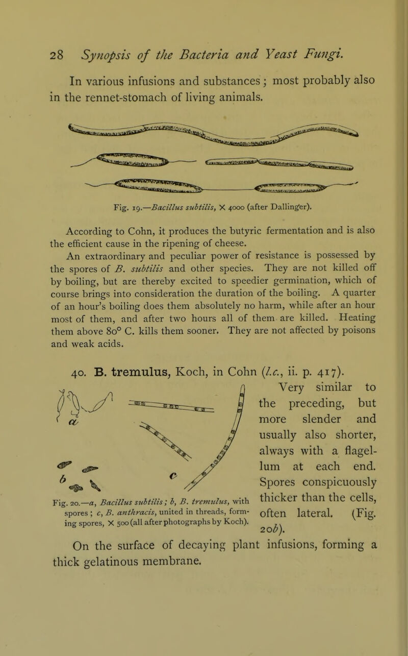 In various infusions and substances ; most probably also in the rennet-stomach of living animals. Fig. 19.—Bacillus subtilis, X 4000 (after Dallinger). According to Cohn, it produces the butyric fermentation and is also the efficient cause in the ripening of cheese. An extraordinary and peculiar power of resistance is possessed by the spores of B. siibtilis and other species. They are not killed off by boiling, but are thereby excited to speedier germination, which of course brings into consideration the duration of the boiling. A quarter of an hour's boiling does them absolutely no harm, while after an hour most of them, and after two hours all of them are killed. Heating them above 80° C. kills them sooner. They are not affected by poisons and weak acids. 40. B. tremulus, Koch, in Cohn (/.r., ii. p. 417). Very similar to the preceding, but more slender and usually also shorter, always with a flagel- lum at each end. Spores conspicuously Fig. 2o.-«, Badiius subtiiis; b, B. tremnius, with thicker than the cells, spores ; c, B. anthracis, united in threads, form- often lateral, (Fig- ing spores, X 500 (all after photographs by Koch). 2QD). On the surface of decaying plant infusions, forming a thick gelatinous membrane.