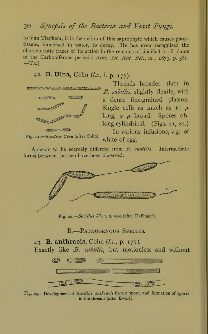 to Van Tieghem, it is the action of this saprophyte which causes plant- tissues, immersed in water, to decay. He has even recognised the characteristic traces of its act ion in the remains of silicified fossil plants of the Carboniferous period ; Ann. Set. Nat. Bot., ix., 1879, p. 381. -Tr.] 42. B. Ulna, Cohn {I.e., i. p. 177). Threads broader than in B. subtilis, slightly flexile, with f^r^T^^ ^ dense fine-grained plasma. cfc2s;3><ss^^ £ Single cells as much as 10 /x. long, 2 /A broad. Spores ob- long-cylindrical. (Figs. 21, 22.) In various infusions, e.g. of Yig. 21.—Bacillus Ulna (z.ht.T Cdhn). , . white of egg. Appears to be scarcely different from B. subtilis. Intermediate forms between the two have been observed. ^^^'i^Jy^^«^H^■U-*■^Mw■■■^ Fig. 22. —Bacillus Ulna, X 3000 (after Dallinger). B.—Pathogenous Species. 43. B. anthracis, Cohn {I.e., p. 177). Exactly like B. subtilis, but motionless and without Fig. 23.—Development of Bacillus anthracis from a spore, and formation of spores in the threads (after Ewart).