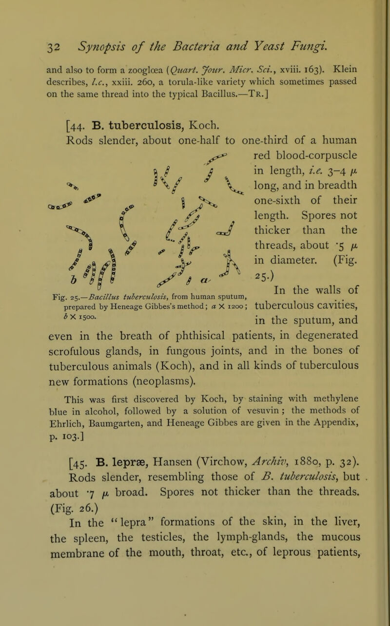 and also to form a zoogloea {Quart. Jotir. Alter. Set., xviii. 163). Klein describes, t.c, xxiii. 260, a torula-like variety which sometimes passed on the same thread into the typical Bacillus.—Tr.] [44. B. tuberculosis, Koch. Rods slender, about one-half to one-third of a human red blood-corpuscle Fig. 25.—Bacillus tuberculosis, from human sputum, prepared by Heneage Gibbes's method; a X 1200; tubcrCUloUS CaviticS, even in the breath of phthisical patients, in degenerated scrofulous glands, in fungous joints, and in the bones of tuberculous animals (Koch), and in all kinds of tuberculous new formations (neoplasms). This was first discovered by Koch, by staining with methylene blue in alcohol, followed by a solution of vesuvin ; the methods of Ehrlich, Baumgarten, and Heneage Gibbes are given in the Appendix, p. 103.] [45. B. leprae, Hansen (Virchow, Archiv, 1880, p. 32). Rods slender, resembling those of B. tuberculosis, but . about 7 /M broad. Spores not thicker than the threads. (Fig. 26.) In the lepra formations of the skin, in the liver, the spleen, the testicles, the lymph-glands, the mucous membrane of the mouth, throat, etc., of leprous patients, In the walls of b X 1500. in the sputum, and
