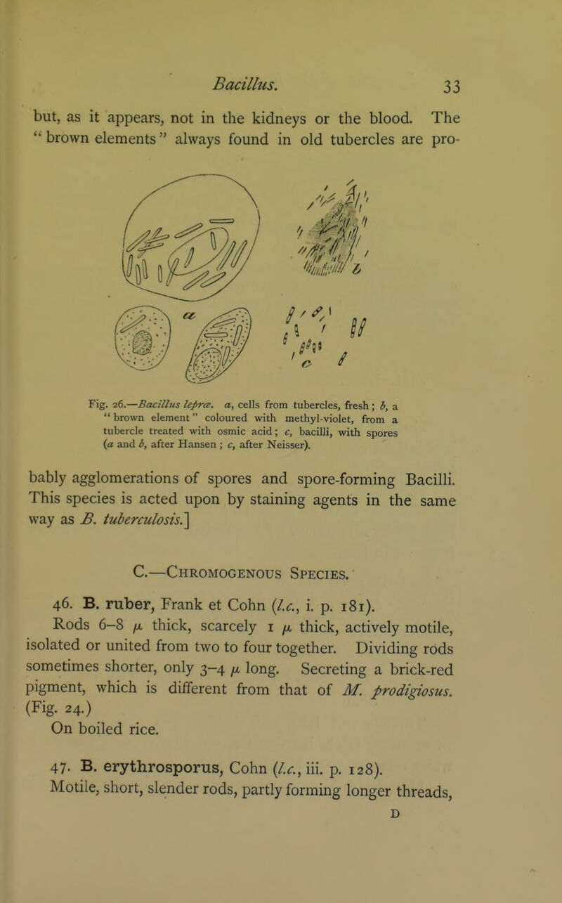 but, as it appears, not in the kidneys or the blood. The  brown elements  always found in old tubercles are pro- Fig. 26.—Bacillus lepra, a, cells from tubercles, fresh; h, a brown element coloured with methyl-violet, from a tubercle treated with osmic acid; c, bacilli, with spores (a and b, after Hansen ; c, after Neisser). bably agglomerations of spores and spore-forming Bacilli. This species is acted upon by staining agents in the same way as B. tuberculosis?^ C.—Chromogenous Species.' 46. B. ruber, Frank et Cohn {I.e., i. p. 181). Rods 6-8 /X thick, scarcely i ^ thick, actively motile, isolated or united from two to four together. Dividing rods sometimes shorter, only 3-4 ^ long. Secreting a brick-red pigment, which is different from that of M. prodigiosus. (Fig. 24.) On boiled rice. 47- B. erythrosporus, Cohn {I.e., iii. p, 128). Motile, short, slender rods, partly forming longer threads,