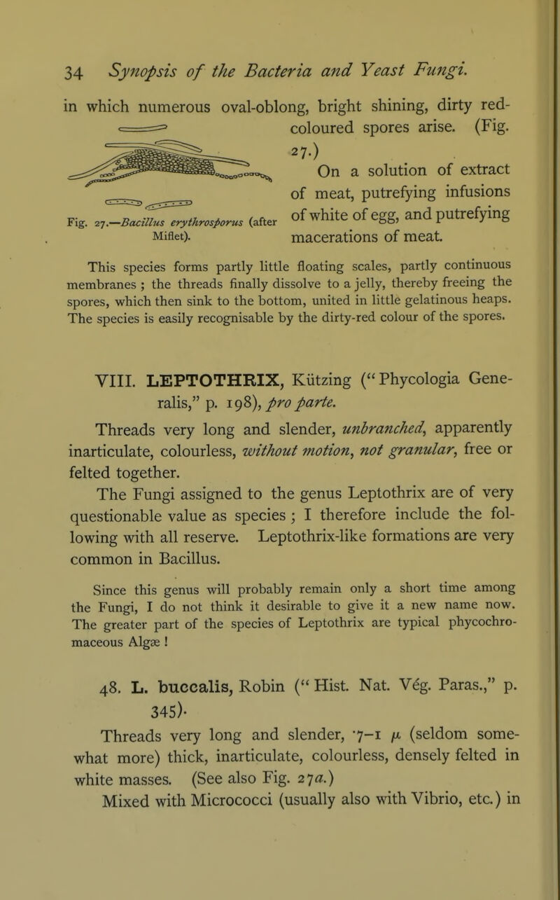 in which numerous oval-oblong, bright shining, dirty red- coloured spores arise. (Fig. 27-) On a solution of extract of meat, putrefying infusions Fig. .^ac'S!^ythrosporu. (after of white of cgg, and putrefying Miflet). macerations of meat. This species forms partly little floating scales, partly continuous membranes ; the threads finally dissolve to a jelly, thereby freeing the spores, which then sink to the bottom, united in little gelatinous heaps. The species is easily recognisable by the dirty-red colour of the spores. VIII. LEPTOTHRIX, Kiitzing ( Phycologia Gene- ralis, p. igS),proparte. Threads very long and slender, unbranched, apparently inarticulate, colourless, without motion, not granular, free or felted together. The Fungi assigned to the genus Leptothrix are of very questionable value as species ; I therefore include the fol- lowing with all reserve. Leptothrix-like formations are very common in Bacillus. Since this genus will probably remain only a short time among the Fungi, I do not think it desirable to give it a new name now. The greater part of the species of Leptothrix are typical phycochro- maceous Algae ! 48. L. buccalis, Robin Hist. Nat. V^g. Paras., p. 345)- Threads very long and slender, 7-1 fx (seldom some- what more) thick, inarticulate, colourless, densely felted in white masses. (See also Fig. 27^!.) Mixed with Micrococci (usually also with Vibrio, etc.) in