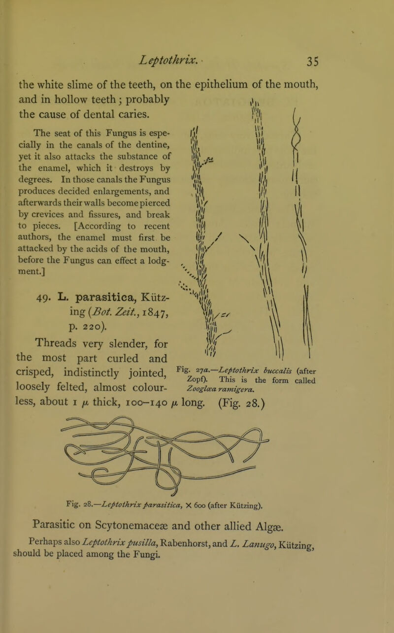 the white slime of the teeth, on the epithelium of the mouth, and in hollow teeth; probably the cause of dental caries. The seat of this Fungus is espe- cially in the canals of the dentine, yet it also attacks the substance of the enamel, which it destroys by degrees. In those canals the Fungus produces decided enlargements, and afterwards their walls become pierced by crevices and fissures, and break to pieces. [According to recent authors, the enamel must first be attacked by the acids of the mouth, before the Fungus can effect a lodg- ment.] 49- r m i w L. parasitica, Kiitz- ing (Bol Zeit., 1847, p. 220). Threads very slender, for the most part curled and crisped, indistinctly jointed, loosely felted, almost colour- less, about I /X, thick, 100-140 /a long. (Fig. 28.) 'It/ Fig. 27a.—Leptothrix buccalis (after Zopf). This is the form called Zooglaea ramigera. Fig. iZ.—Leptothrix parasitica, X 600 (after Kutzing). Parasitic on Scytonemacese and other allied Alg£e. Perhaps also Leptothrixpusilla, Rabenhorst, and L. La7iugo, Kiitzing, should be placed among the Fungi.
