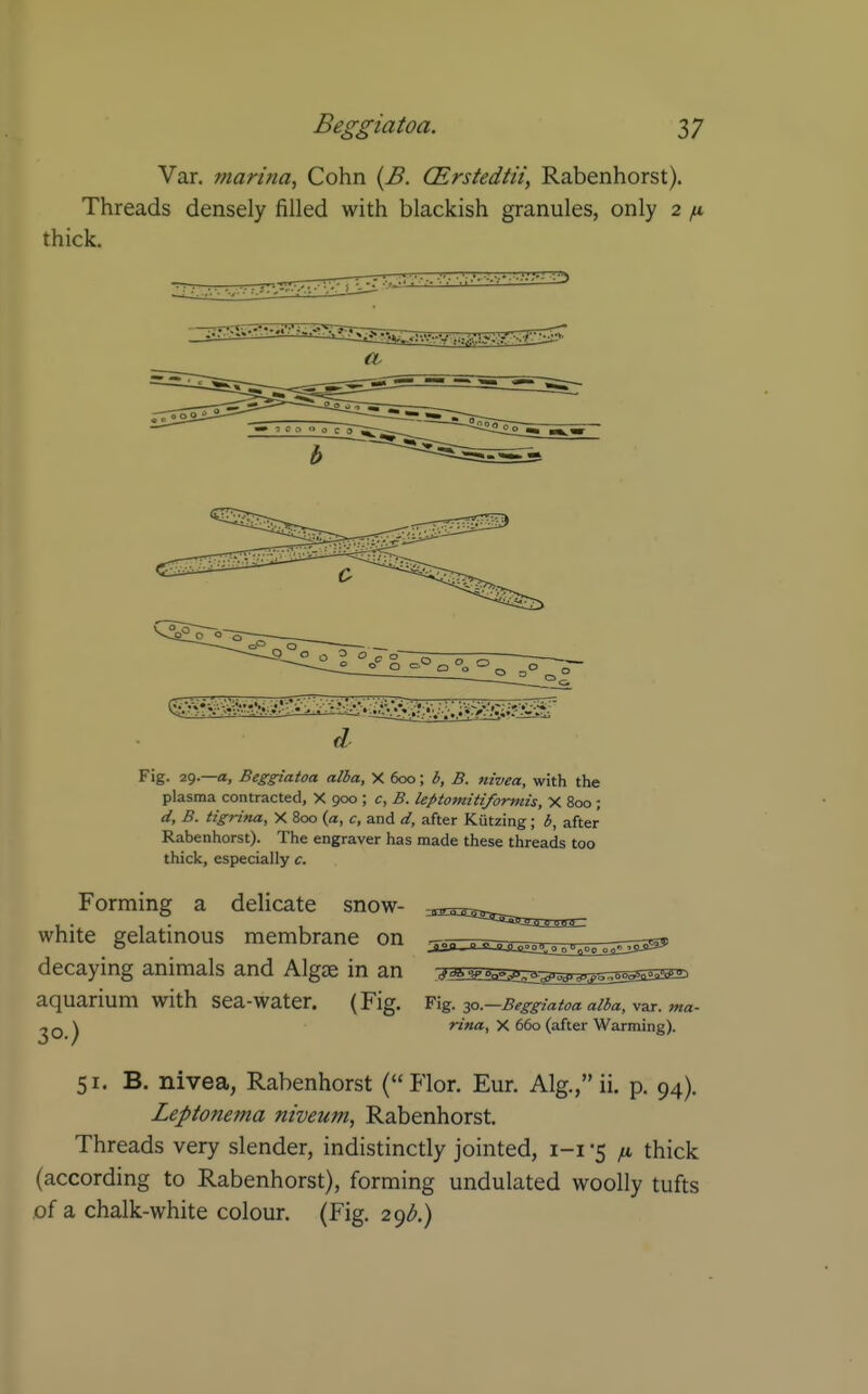 Var. marina, Cohn {B. (Erstedtii, Rabenhorst). Threads densely filled with blackish granules, only 2 ^ thick. Fig. 29.—a, Beggiatoa alba, X 600; 3, B. nivea, with the plasma contracted, X 900 ; c, B. leptomitiformis, X 800 ; d, B. tigrina, X 800 (a, c, and d, after Kiitzing; ,5, after Rabenhorst). The engraver has made these threads too thick, especially c. Forming a delicate snow- white gelatinous membrane on 5o5r£sssa^^5^j55:5^S55S3^ decaying animals and Algse in an i-^^ss^^^o^wss^ssss^^ aquarium with sea-water. (Fig. Ti^. ^o.—Beggiatoa alba, y^r. ma- 2Q ^ rina, X 660 (after Warming). 51. B. nivea, Rabenhorst (Flor. Eur. Alg., ii. p. 94). Leptonema niveum, Rabenhorst. Threads very slender, indistinctly jointed, i-i -5 fi thick (according to Rabenhorst), forming undulated woolly tufts of a chalk-white colour. (Fig. 2gb.)
