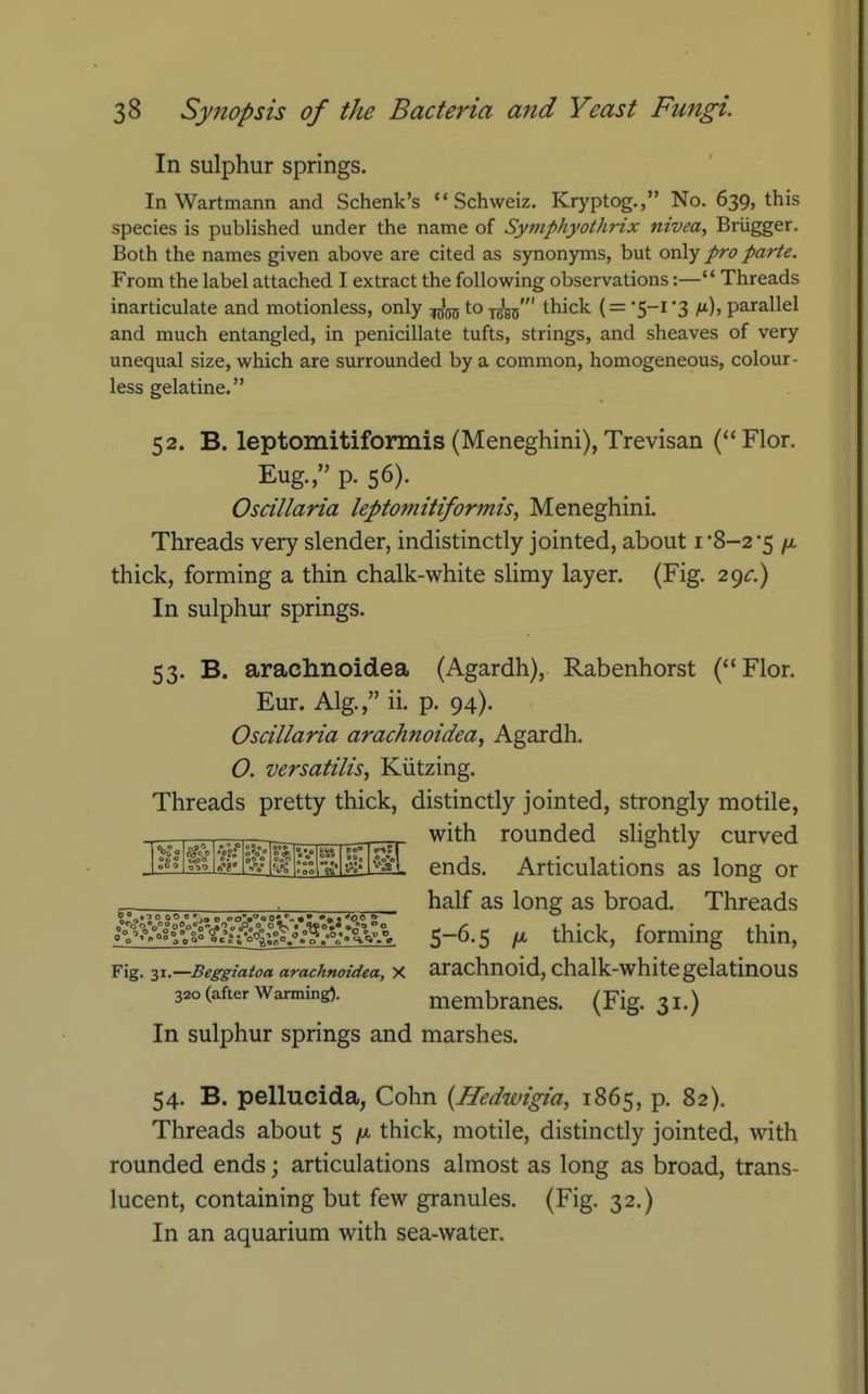 In sulphur springs. In Wartmann and Schenk's  Schweiz. Kryptog., No. 639, this species is published under the name of Symphyothrix nivea, Briigger. Both the names given above are cited as synonyms, but only pro parte. From the label attached I extract the following observations:— Threads inarticulate and motionless, only to y^' thick (= '5-1 3 m), parallel and much entangled, in penicillate tufts, strings, and sheaves of very unequal size, which are surrounded by a common, homogeneous, colour- less gelatine. 52. B. leptomitiformis (Meneghini), Trevisan (Flor. Eug., p. 56). Oscillaria leptomitiformis, Meneghini. Threads very slender, indistinctly jointed, about i 8-2 -5 thick, forming a thin chalk-white slimy layer. (Fig. 29^:.) In sulphur springs. 53. B. arachnoidea (Agardh), Rabenhorst (Flor. Eur. Alg., ii. p. 94). Oscillaria arachnoidea, Agardh. O. versatilis, Kiitzing. Threads pretty thick, distinctly jointed, strongly motile, _^ with rounded slightly curved ■^S'L ends. Articulations as long or Vols?.'. ,00 c % 100 , , ^ l^alf as long as broad. Threads Sy&^^^^Mx S-6.5 IX thick, forming thin, Fig. 31.—Beggiatoa arachnoidea, X arachnoid, chalk-white gelatinous 320 (after Warming). membranes. (Fig. 31.) In sulphur springs and marshes. 54. B. pellucida, Cohn {Hedwigia, 1865, p. 82). Threads about 5 /u. thick, motile, distinctly jointed, with rounded ends; articulations almost as long as broad, trans- lucent, containing but few granules. (Fig. 32.) In an aquarium with sea-water.