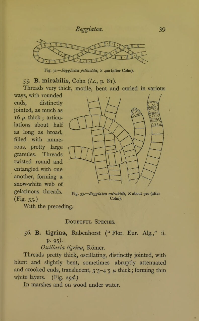 Fig. -^i.—Beggiatoa pellucida, X 400 (after Cohn). 55. B. mirabilis, Cohn {I.e., p. 8i). Threads very thick, motile, bent and curled in various ways, with rounded ends, distinctly jointed, as much as i6 /t thick ; articu- lations about half as long as broad, filled with nume- rous, pretty large granules. Threads twisted round and entangled with one another, forming a snow-white web of gelatmOUS threads. Y\z- yi.—Beggiatoa mirabilis, X about 320 (after (Fig. 33.) Cohn). With the preceding. Doubtful Species. 56. B. tigrina, Rabenhorst ( Flor. Eur. Alg., ii. P- 95). Oscillaria tigrina, Romer. Threads pretty thick, oscillating, distinctly jointed, with blunt and slightly bent, sometimes abruptly attenuated and crooked ends, translucent, 35-45 thick; forming thin white layers. (Fig. 29^/.) In marshes and on wood under water.