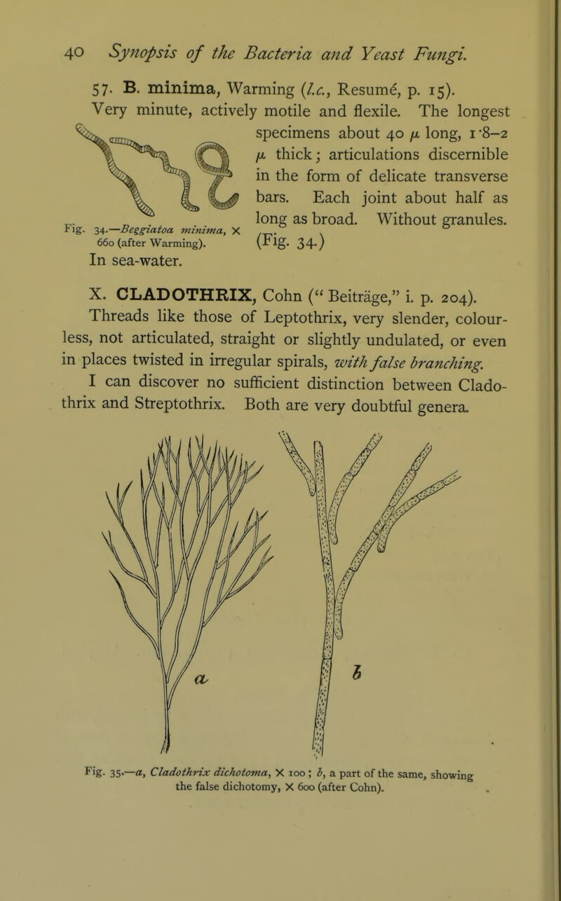 57. B. minima, Warming {I.e., Resum^, p. 15). Very minute, actively motile and flexile. The longest specimens about 40 yw, long, i 8-2 /X thick; articulations discernible in the form of delicate transverse bars. Each joint about half as long as broad. Without granules. (Fig. 34.) Fig. -iA—Beggiatoa minima, X 660 (after Warming). In sea-water. X. CLADOTHRIX, Cohn ( Beitrage, i. p. 204). Threads like those of Leptothrix, very slender, colour- less, not articulated, straight or slightly undulated, or even in places twisted in irregular spirals, with false branching. I can discover no sufficient distinction between Clado- thrix and Streptothrix. Both are very doubtful genera. Fig- 35'—a. Cladothrix dichototna, X loo; b, a part of the same, showing the false dichotomy, X 600 (after Cohn).