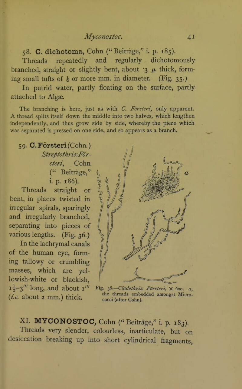 58. C. dichotoma, Cohn (Beitrage, i. p. 185). Threads repeatedly and regularly dichotomously branched, straight or slightly bent, about '3 /a thick, form- ing small tufts of \ or more mm, in diameter. (Fig. 35.) In putrid water, partly floating on the surface, partly attached to Algae. The branching is here, just as with C. Forsteri, only apparent. A thread splits itself down the middle into two halves, which lengthen independently, and thus grow side by side, whereby the piece which was separated is pressed on one side, and so appears as a branch. 59. C. Forsteri (Cohn.) StreptothrixFor- steri, Cohn ( Beitrage, i. p. 186). Threads straight or bent, in places twisted in irregular spirals, sparingly and irregularly branched, separating into pieces of various lengths. (Fig. 36.) In the lachrymal canals of the human eye, form- ing tallowy or crumbling masses, which are yel- lowish-white or blackish, 1I-3' long, and about l' Fig- ^d.—Cladotkrix FSrsteri, X 600. a, Ii ^ r.K^,,<- ~ ™ \ 4.U- 1 '^^ threads embedded amongst Micro- {i.e. about 2 mm.) thick. cocci(after Cohn). •XI. MYCONOSTOC, Cohn (« Beitrage, i. p. 183). Threads very slender, colourless, inarticulate, but on desiccation breaking up into short cylindrical fragments.