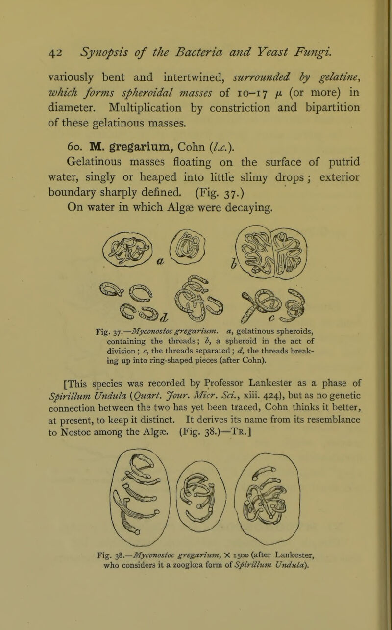 variously bent and intertwined, surrounded by gelatine, which forms spheroidal masses of 10-17 /x (or more) in diameter. Multiplication by constriction and bipartition of these gelatinous masses. 60. M. gregarium, Cohn {I.e.). Gelatinous masses floating on the surface of putrid water, singly or heaped into little slimy drops j exterior boundary sharply defined. (Fig. 37.) On water in which Algge were decaying. Fig. 37.—Myconostoc gregarium. a, gelatinous spheroids, containing the threads; b, a spheroid in the act of division ; c, the threads separated ; d, the threads break- ing up into ring-shaped pieces (after Cohn). [This species was recorded by Professor Lankester as a phase of Spirillum Undula {Quart. Jour. Micr. Sci., xiii. 424), but as no genetic connection between the two has yet been traced, Cohn thinks it better, at present, to keep it distinct. It derives its name from its resemblance to Nostoc among the Algse. (Fig. 38.)—Tr.] Fig. ■fi.—Myconostoc gregarium, X 1500 (after Lankester, who considers it a zoogloea form ai Spirillum Undula).