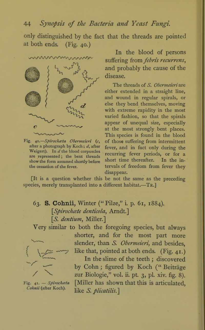 only distinguished by the at both ends. (Fig. 40.) Fig. 40.—Spirochata Ohe'nneteri (c, after a photograph by Koch; d, after Weigert). In d the blood corpuscles are represented; the bent threads show the form assumed shortly before the cessation of the fever. [It is a question whether this species, merely transplanted into a ; that the threads are pointed In the blood of persons suffering from febris fccurrens, and probably the cause of the disease. The threads of S. Obermeieri are either extended in a straight line, and wound in regular spirals, or else they bend themselves, moving with extreme rapidity in the most varied fashion, so that the spirals appear of unequal size, especially at the most strongly bent places. This species is found in the blood of those suffering from intermittent fever, and in fact only during the recurring fever periods, or for a short time thereafter. In the in- tervals of freedom from fever they disappear. be not the same as the preceding different habitat.—Tr.] 63. S. Cohnii, Winter (Pilze, i. p. 61, 1884). \SpirochcBte denticola, Arndt.] \S. dentium, Miller.] Very similar to both the foregoing species, but always shorter, and for the most part more  slender, than S. Obermeieri, and besides, ^ -^^ like that, pointed at both ends. (Fig. 41.) In the slime of the teeth ; discovered ^ by Cohn ; figured by Koch ( Beitrage / zur Biologie, vol. ii. pt. 3, pi. xiv. fig. 8). Fig. 41. — spirociuEta [Miller has shown that this is articulated, Cohnii (after Koch). j-j^^ ^ pHcatilis.]