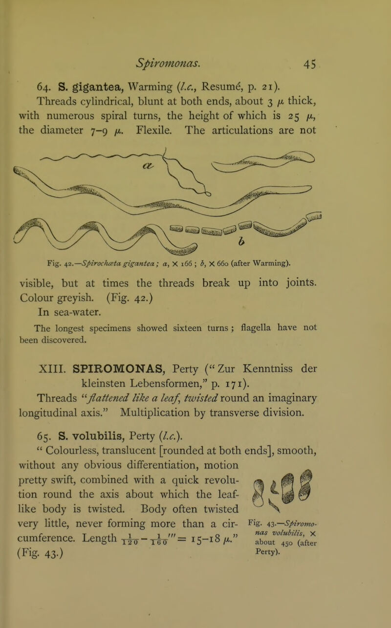 64. S. gigantea, Warming {I.e., Resum^, p. 21). Threads cylindrical, blunt at both ends, about 3 /a thick, with numerous spiral turns, the height of which is 25 /x, the diameter 7-9 /a. Flexile. The articulations are not Fig. ^■z.—Spiroclueta ^gantea ; a, X i66 ; b, X 660 (after Warming). visible, but at times the threads break up into joints. Colour greyish. (Fig. 42.) In sea-water. The longest specimens showed sixteen turns ; flagella have not been discovered. XIII. SPIROMONAS, Perty ( Zur Kenntniss der kleinsten Lebensformen, p. 171). Threads flattened like a leaf, twisted round an imaginary longitudinal axis. Multiplication by transverse division. 65. S. volubilis, Perty {I.e.).  Colourless, translucent [rounded at both ends], smooth, without any obvious differentiation, motion pretty swift, combined with a quick revolu- tion round the axis about which the leaf- like body is twisted. Body often twisted very little, never forming more than a cir- Fig. ^^-—spiromo- cumference. Length ^ - ^i^' =15-18 /x. TonT^so^hl (Fig. 43.) Perty).