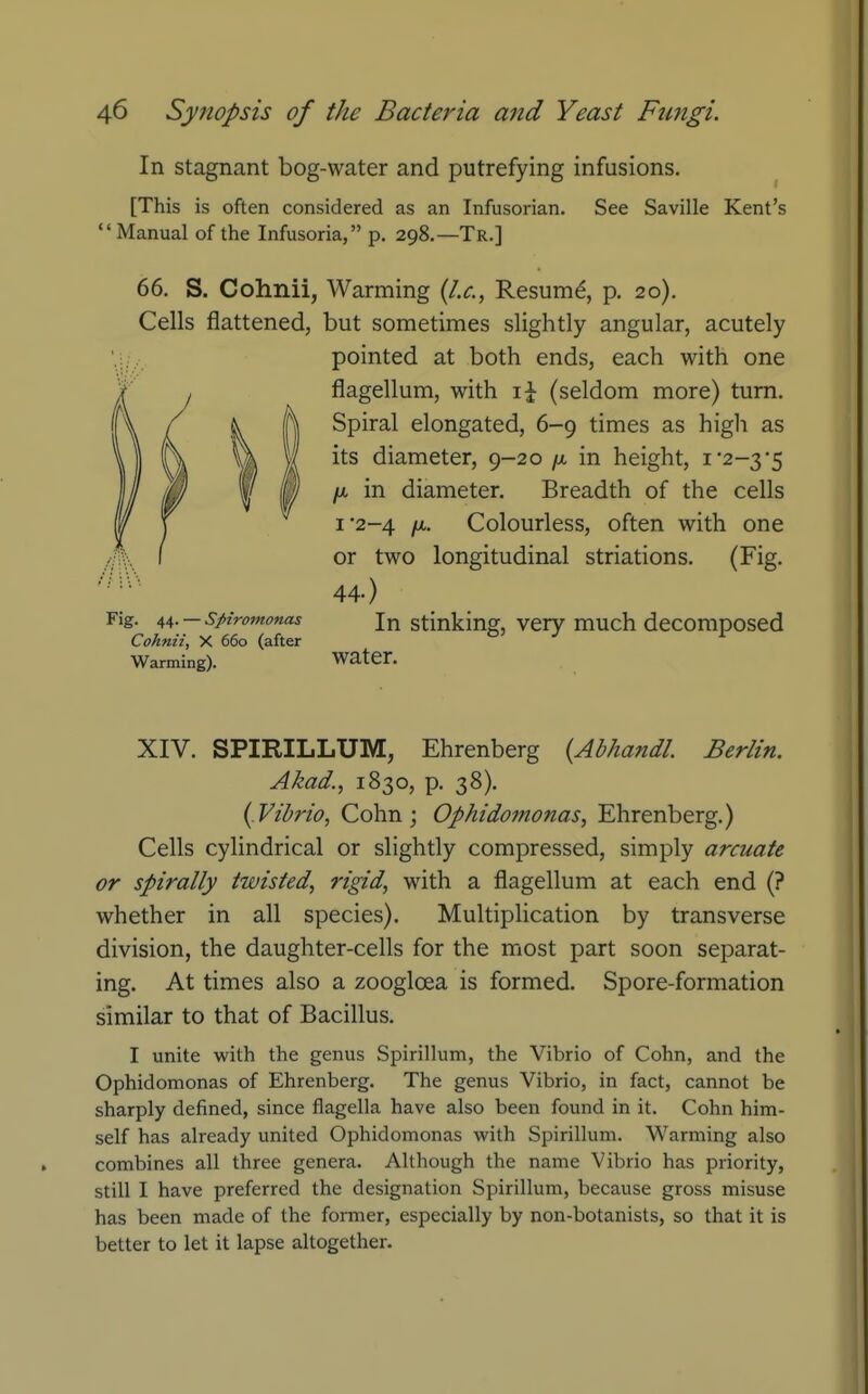 In stagnant bog-water and putrefying infusions. [This is often considered as an Infusorian. See Saville Kent's Manual of the Infusoria, p. 298.—Tr.] 66. S. Cohnii, Warming {I.e., Resum^, p. 20). Cells flattened, but sometimes slightly angular, acutely pointed at both ends, each with one flagellum, with \\ (seldom more) turn. Spiral elongated, 6-9 times as high as its diameter, 9-20 /x, in height, i•2-3*5 /X in diameter. Breadth of the cells I 2-4 /A. Colourless, often with one or two longitudinal striations. (Fig. 44) Fig. i,/^. — spiromonas In Stinking, Very much decomposcd Cohnii, X 660 (after Warming). Water. XIV. SPIRILLUM, Ehrenberg {Abhandl. Berlin. Akad., 1830, p. 38). {.Vibrio, Cohn ; Ophidomonas, Ehrenberg.) Cells cylindrical or slightly compressed, simply arcuate or spirally twisted, rigid, with a flagellum at each end (? whether in all species). Multiphcation by transverse division, the daughter-cells for the most part soon separat- ing. At times also a zoogloea is formed. Spore-formation similar to that of Bacillus. I unite with the genus Spirillum, the Vibrio of Cohn, and the Ophidomonas of Ehrenberg. The genus Vibrio, in fact, cannot be sharply defined, since flagella have also been found in it. Cohn him- self has already united Ophidomonas with Spirillum. Warming also combines all three genera. Although the name Vibrio has priority, still I have preferred the designation Spirillum, because gross misuse has been made of the former, especially by non-botanists, so that it is better to let it lapse altogether.