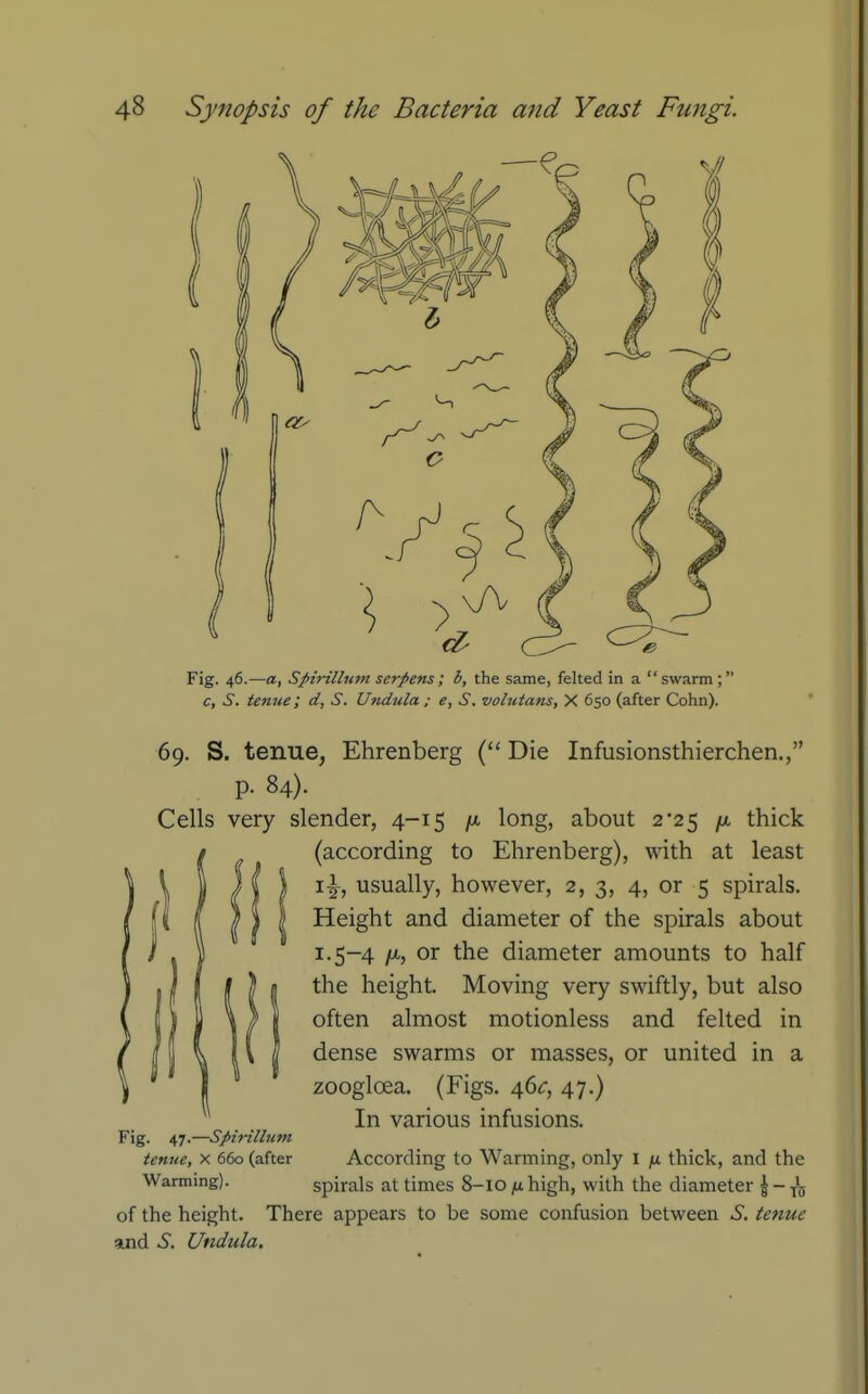 Fig. 46.—a, Spirillum serpens; b, the same, felted in a swarm ; c, S. tentie; d, S. Undula ; e, S. vohitmis, X 650 (after Cohn). 69. S. tenue, Ehrenberg ( Die Infusionsthierchen., p. 84). Cells very slender, 4-15 long, about 2*25 /u, thick (according to Ehrenberg), with at least i^, usually, however, 2, 3, 4, or 5 spirals. Height and diameter of the spirals about 1.5-4 /X, or the diameter amounts to half the height. Moving very swiftly, but also often almost motionless and felted in dense swarms or masses, or united in a zoogloea. (Figs. 46^:, 47.) In various infusions. Fig. 47.—Spirillum tenue, X 660 (after Warming). According to Wanning, only I fi thick, and the spirals at times 8-10 yii high, with the diameter J-xg of the height. There appears to be some confusion between S. tenue and S. Undula.