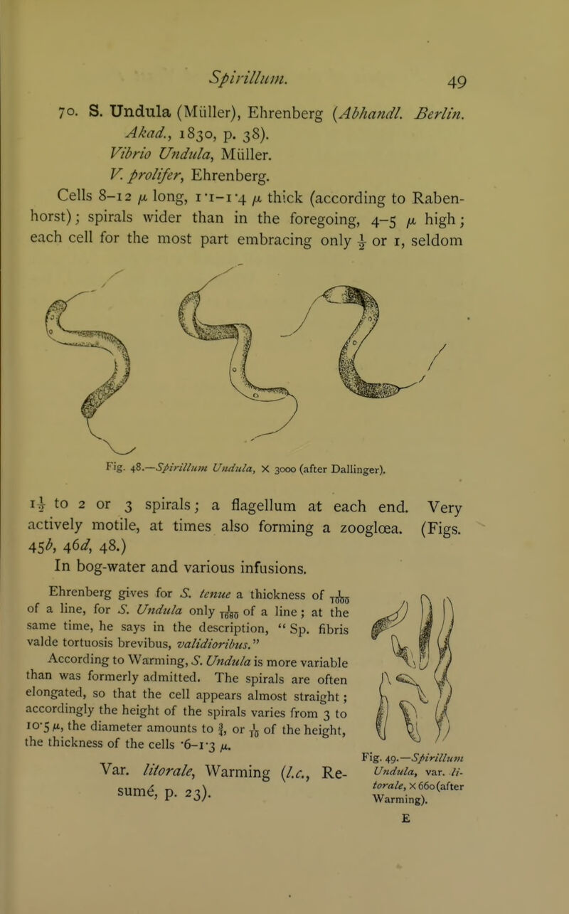 70. S. Undula (Miiller), Ehrenberg {AhhandL Berlin. Akad., 1830, p. 38). Vibrio Undula, Miiller. V. prolifer, Ehrenberg. Cells 8-12 ix. long, I •1-1-4 thick (according to Raben- horst); spirals wider than in the foregoing, 4-5 /x. high; each cell for the most part embracing only ^ or i, seldom Fig. Spirillum Undula, X 3000 (after Dallinger). . to 2 or 3 spirals; a flagellum at each end. Very actively motile, at times also forming a zoogloea. (Figs. 45<^, 46^, 48.) In bog-water and various infusions. Ehrenberg gives for S. tcnue a thickness of of a line, for S. Undula only yg'go of a line; at the same time, he says in the description,  Sp. fibris valde tortuosis brevibus, validiorUms. According to Warming, 6. Undula is more variable than was formerly admitted. The spirals are often elongated, so that the cell appears almost straight; accordingly the height of the spirals varies from 3 to 10-5 fi, the diameter amounts to \, or ^'g of the height, |( ^\ ')) the thickness of the cells -6-1-3 Van morale. Warming {I.e., Re- sum^, p. 23). Fig. 49.—Spirillum Undula, var. U- lorale, x66o{a{ter Warming). £