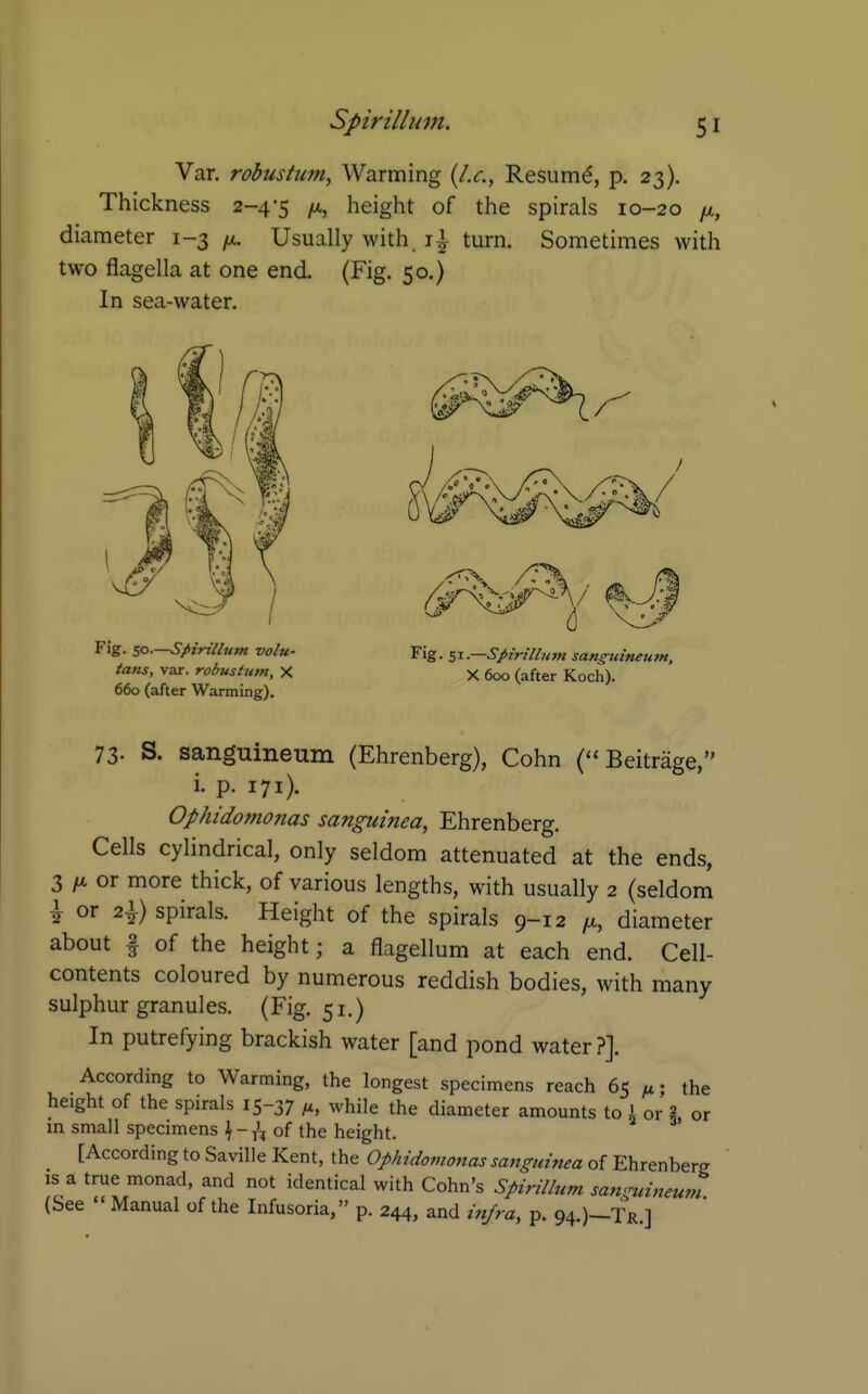 Var. robustum, Warming {I.e., Resum^, p. 23). Thickness 2-4-5 height of the spirals 10-20 yu,, diameter 1-3 ^ix. Usually with. \\ turn. Sometimes with two flagella at one end. (Fig. 50.) In sea-water. Fig. so.—SfiMllum volu- Fig. 51 .—SpiriUum sangiiineum, tans, var. robusium, X X 600 (after Koch). 660 (after Warming). 73- S. sanguineum (Ehrenberg), Cohn ( Beitrage, i. p. 171). Ophidomonas sanguinea, Ehrenberg. Cells cylindrical, only seldom attenuated at the ends, 3 /X. or more thick, of various lengths, with usually 2 (seldom i or 2|) spirals. Height of the spirals 9-12 diameter about I of the height; a flagellum at each end. Cell- contents coloured by numerous reddish bodies, with many sulphur granules. (Fig. 51.) In putrefying brackish water [and pond water?]. According to Warming, the longest specimens reach 65 /x • the height of the spirals 15-37 M, while the diameter amounts to i or 3, or in small specimens ^-j'^ of the height. [According to Saville Kent, the Ophidomonas sanguinea of Ehrenberg IS a true monad, and not identical with Cohn's Spirillum samruineum (See  Manual of the Infusoria, p. 244, and injra, p. 94.)-Tr ]