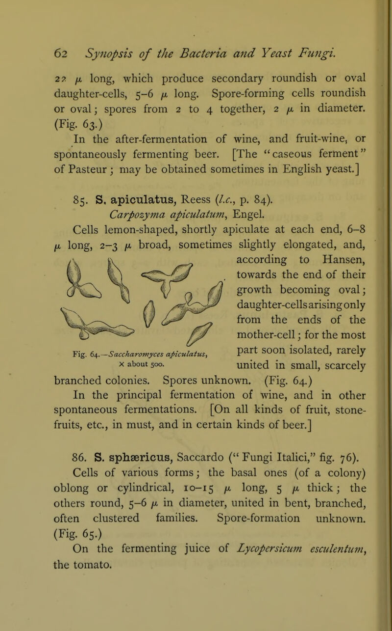 27 IX long, which produce secondary roundish or oval daughter-cells, 5-6 jx long. Spore-forming cells roundish or oval; spores from 2 to 4 together, 2 yu, in diameter. (Fig. 63.) In the after-fermentation of wine, and fruit-wine, or spontaneously fermenting beer. [The caseous ferment of Pasteur ; may be obtained sometimes in English yeast.] 85. S, apiculatus, Reess (I.e., p. 84). Carpozyma aptculatu?n, Engel. Cells lemon-shaped, shortly apiculate at each end, 6-8 ju, long, 2-3 IX broad, sometimes slightly elongated, and, according to Hansen, towards the end of their growth becoming oval; daughter-cells arising only from the ends of the mother-cell; for the most part soon isolated, rarely united in small, scarcely branched colonies. Spores unknown. (Fig. 64.) In the principal fermentation of wine, and in other spontaneous fermentations. [On all kinds of fruit, stone- fruits, etc., in must, and in certain kinds of beer.] Fig. S^.—Saccharotnyces a^iculatus, X about 500. 86. S. sphsericus, Saccardo ( Fungi Italici, fig. 76). Cells of various forms; the basal ones (of a colony) oblong or cylindrical, 10-15 long, 5 /a thick; the others round, 5-6 /x in diameter, united in bent, branched, often clustered families. Spore-formation unknown. (Fig. 65.) On the fermenting juice of LycopcrsicuiJi esculentiwi, the tomato.