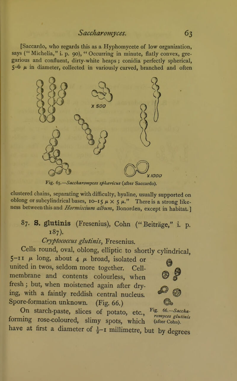 [Saccardo, who regards this as a Hyphomycete of low organization, says ( Michelia, i. p. 90),  Occurring in minute, flatly convex, gre- garious and confluent, dirty-white heaps ; conidia perfectly spherical, 5-6 M in diameter, collected in variously curved, branched and often V.1000 Fig. 65.—Saccharomyces spharicus (after Saccardo). clustered chains, separating with difficulty, hyaline, usually supported on oblong or subcylindrical bases, 10-15 X 5 There is a strong like- ness between this and Hormiscium albu?n, Bonorden, except in habitat. ] 87. S. glutinis (Fresenius), Cohn (Beitrage, i. p. 187). Cryptococcus glutinis, Fresenius. Cells round, oval, oblong, elliptic to shortly cylindrical, 5-11 IX. long, about 4 fx. broad, isolated or ^ united in twos, seldom more together. Cell- membrane and contents colourless, when fresh ; but, when moistened again after dry- ing, with a faintly reddish central nucleus. Spore-formation unknown. (Fig. 66.) On starch-paste, slices of potato, etc., forming rose-coloured, slimy spots, which have at first a diameter of \-i millimetre, but by degrees Fig. 66.~Saccka- romyces glutinis (after Cohn).